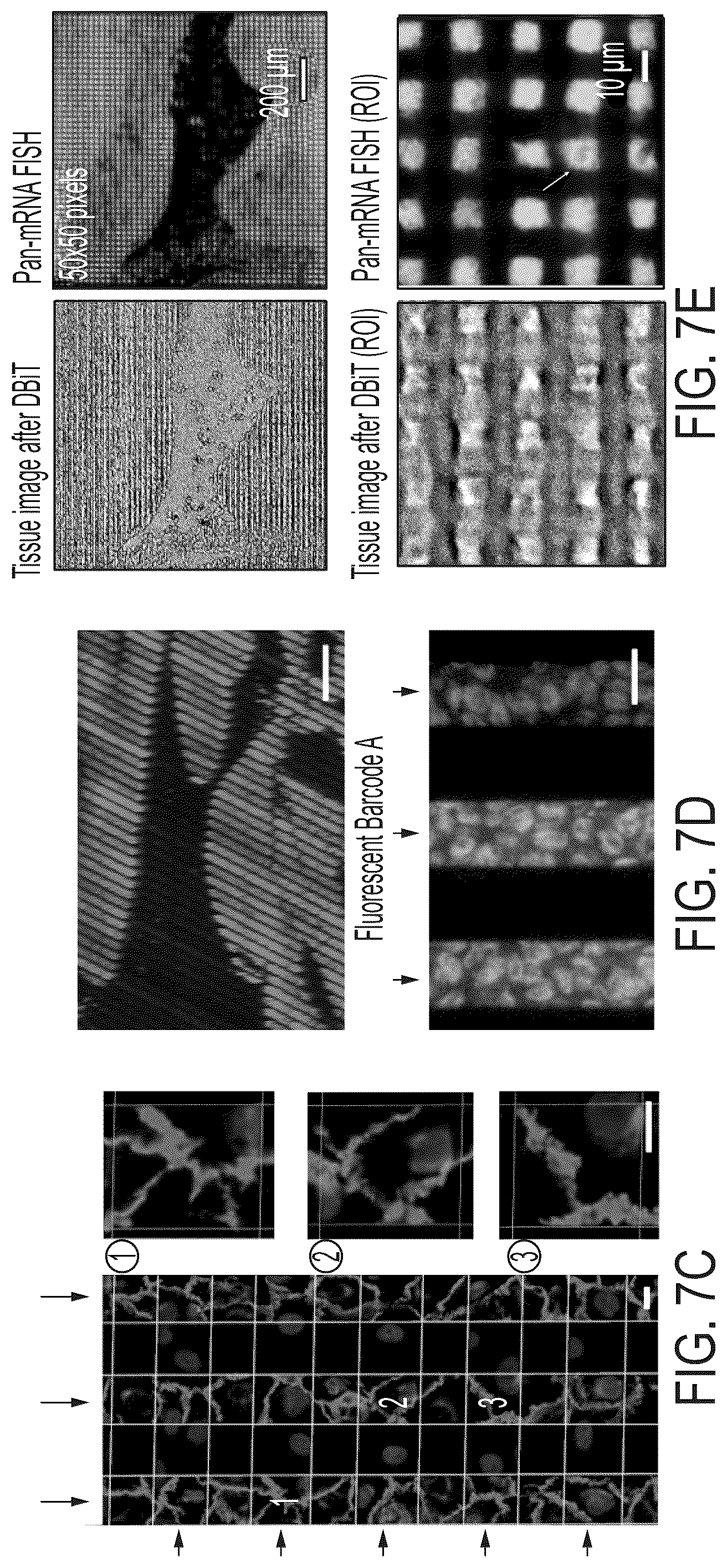 Patent US12157912 Figure 9 – Deterministic barcoding for spatial omics sequencing
