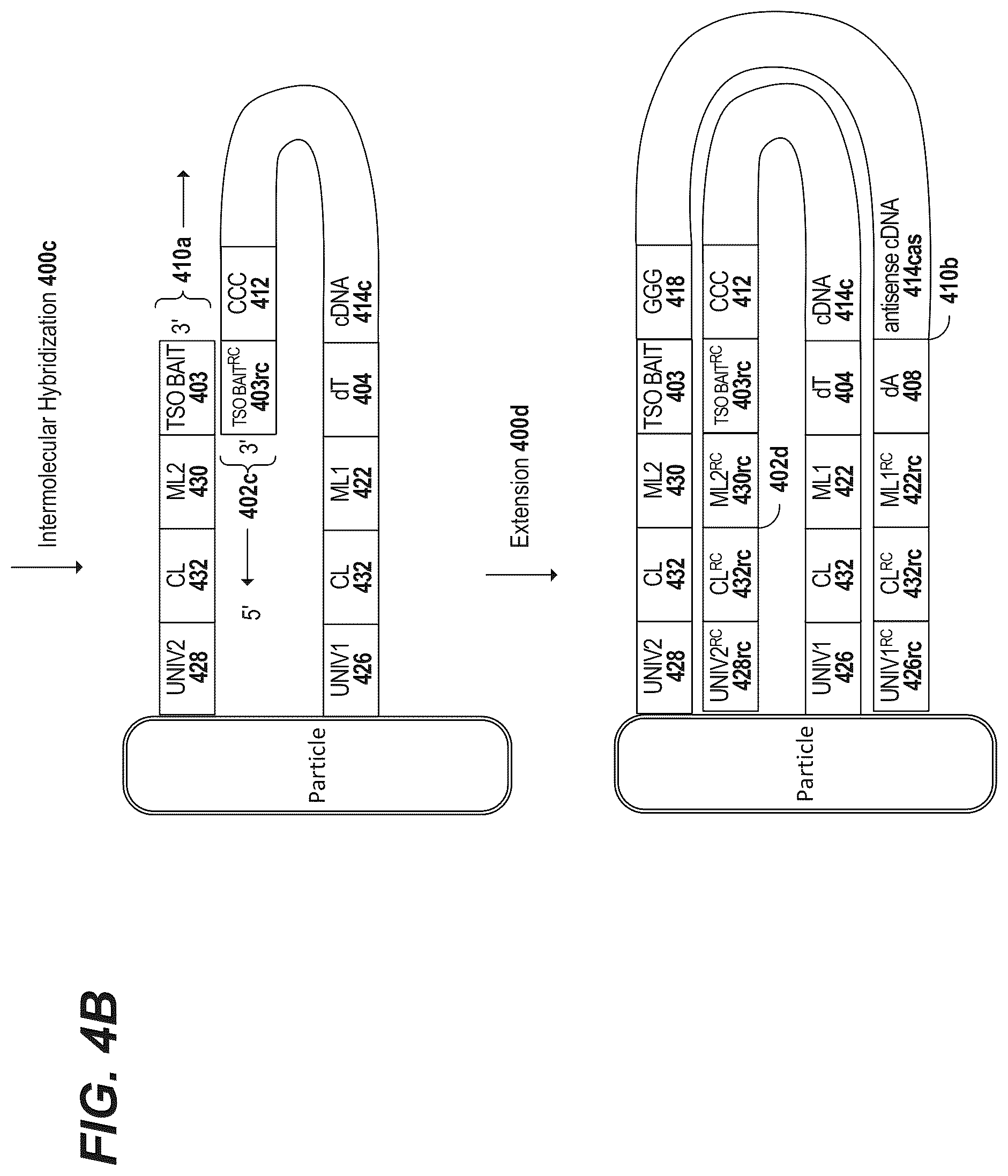 Patent US12157913 Figure 5 – Oligonucleotides and beads for 5 prime gene expression assay