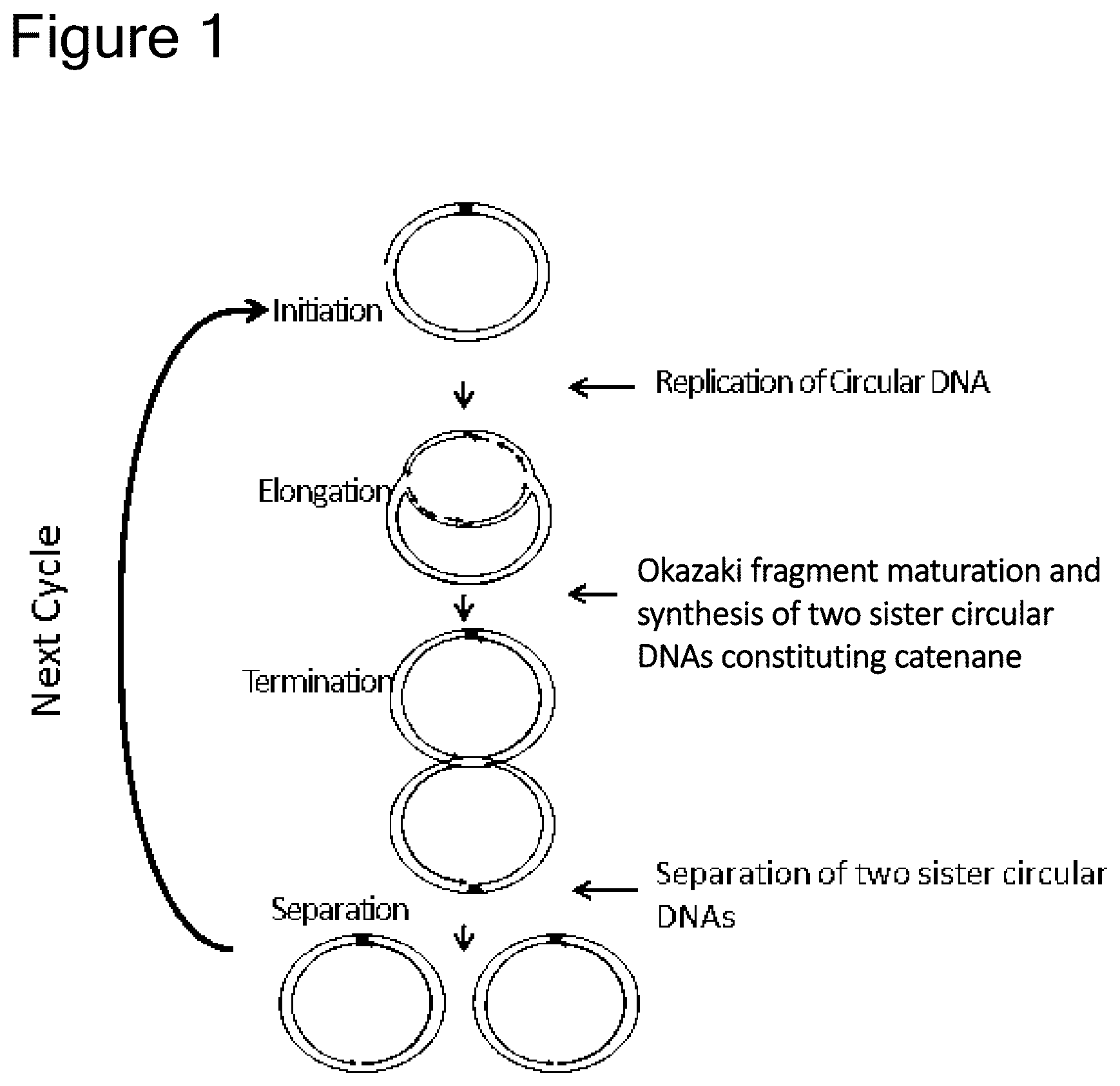 Patent US12157915 — Method of amplifying circular DNA — Figure 1