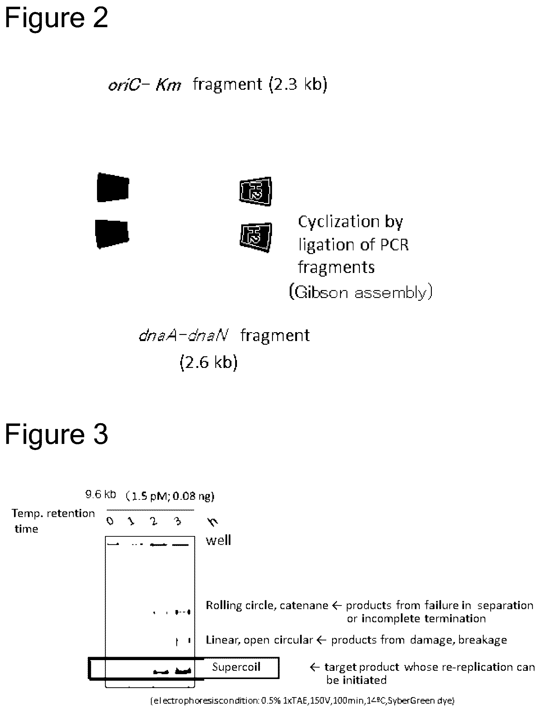 Patent US12157915 Figure 2 – Method of amplifying circular DNA