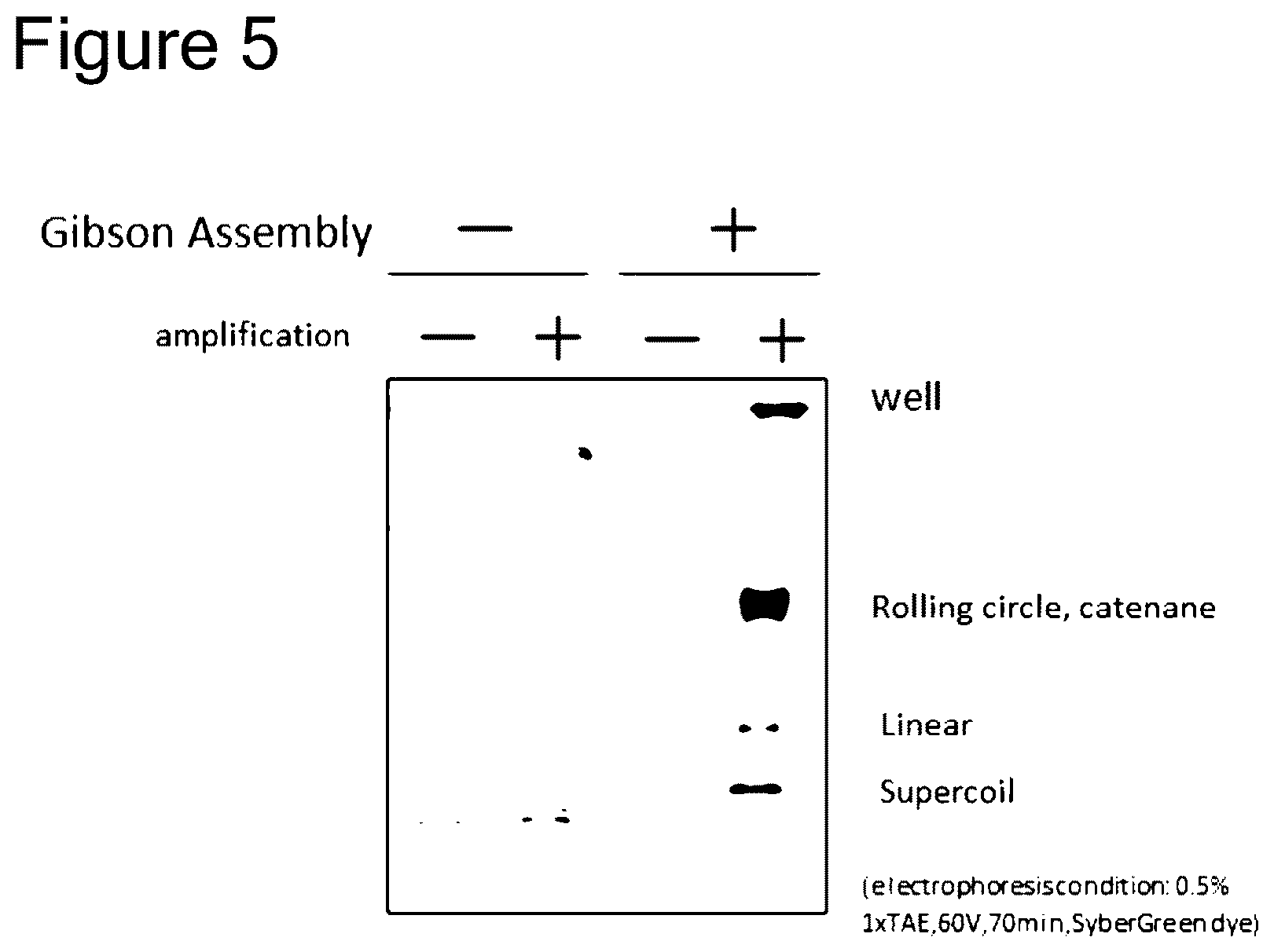 Patent US12157915 Figure 4 – Method of amplifying circular DNA