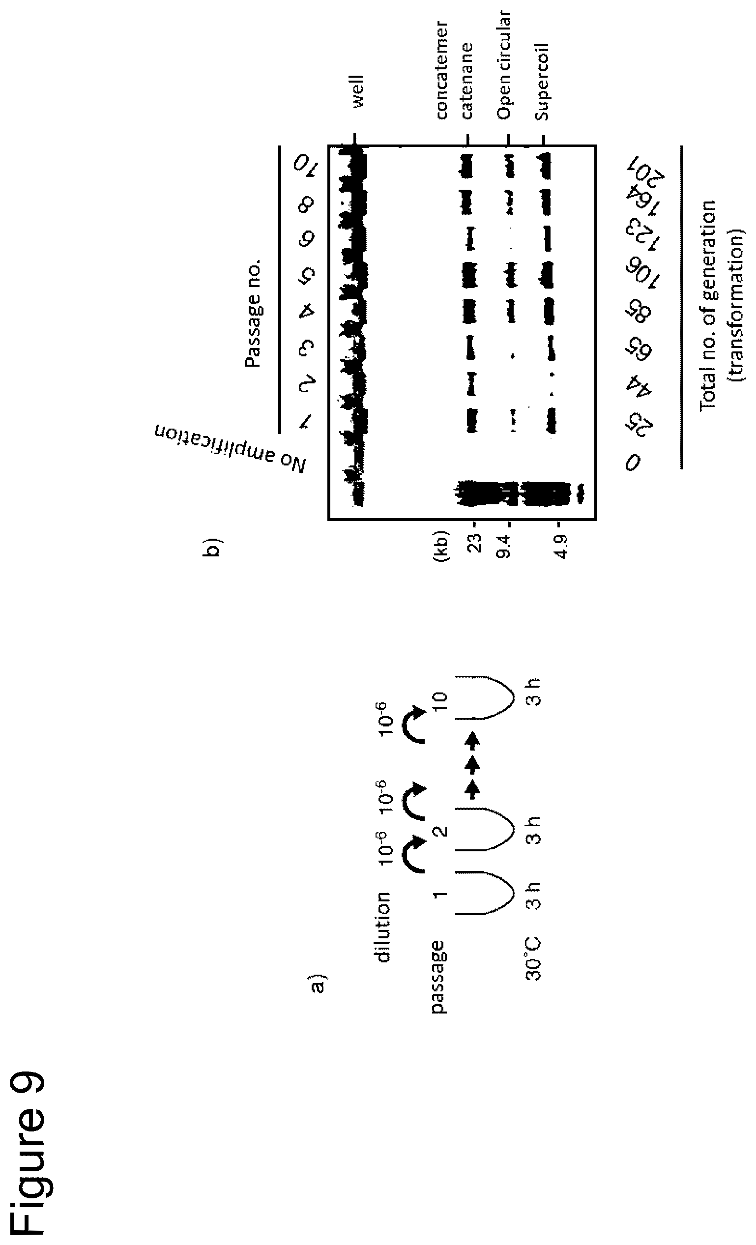 Patent US12157915 Figure 8 – Method of amplifying circular DNA