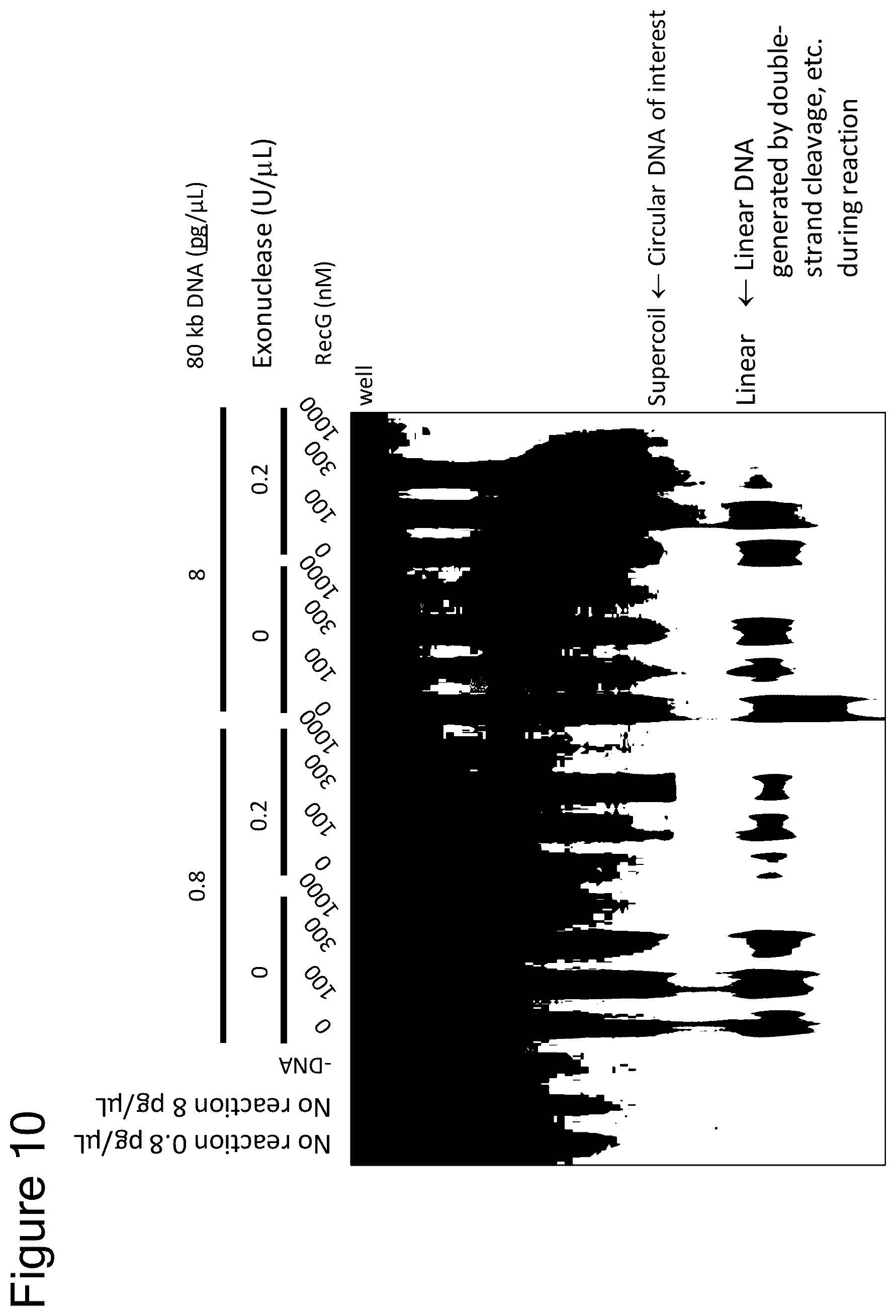 Patent US12157915 Figure 9 – Method of amplifying circular DNA