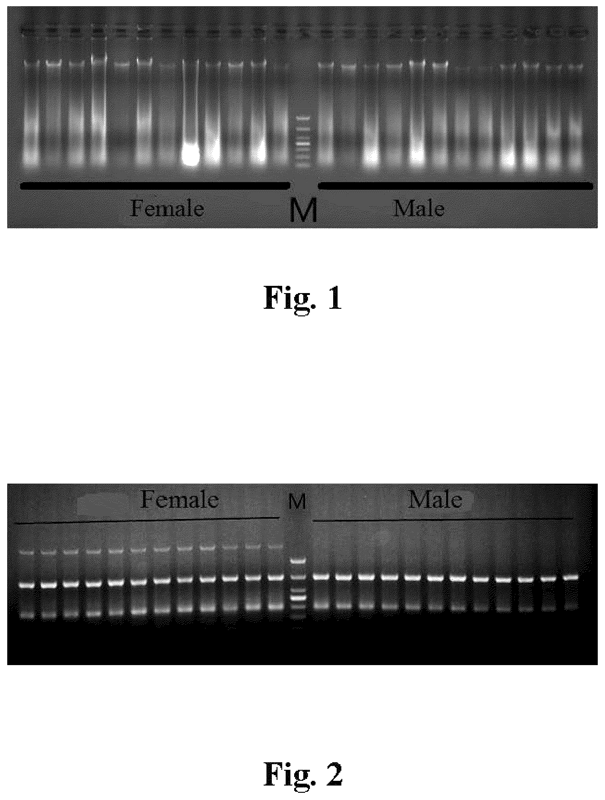 Patent US12157917 Figure 1 – Specific DNA fragment of female Acipenser Dabryanus and method for identifying the sex of Acipenser Dabryanus