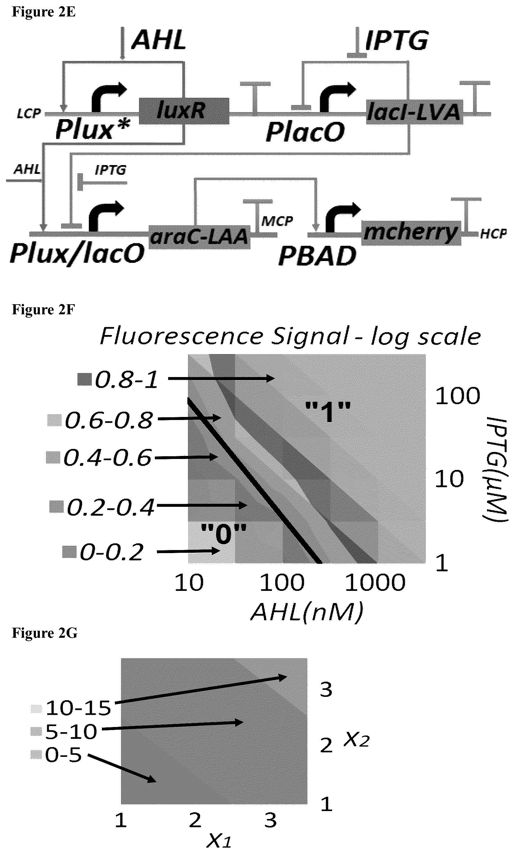 Patent US12165070 Figure 5 – DNA-based neural network