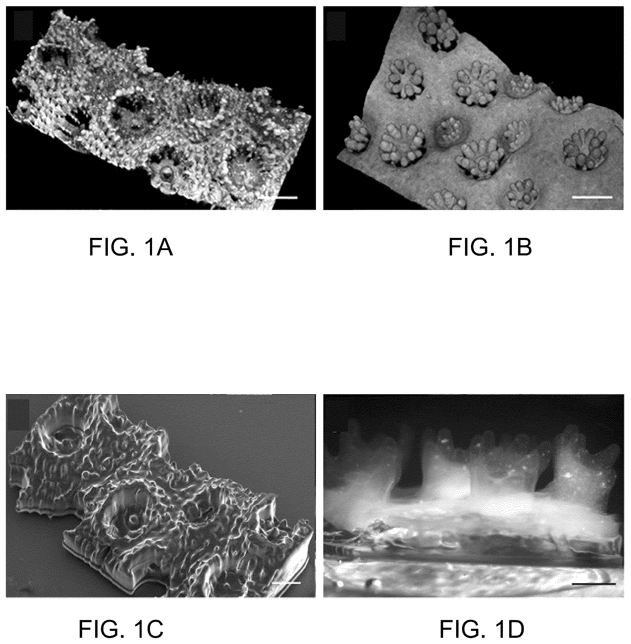 Patent US12167720 — Structure and method for promoting microalgae growth — Figure 1