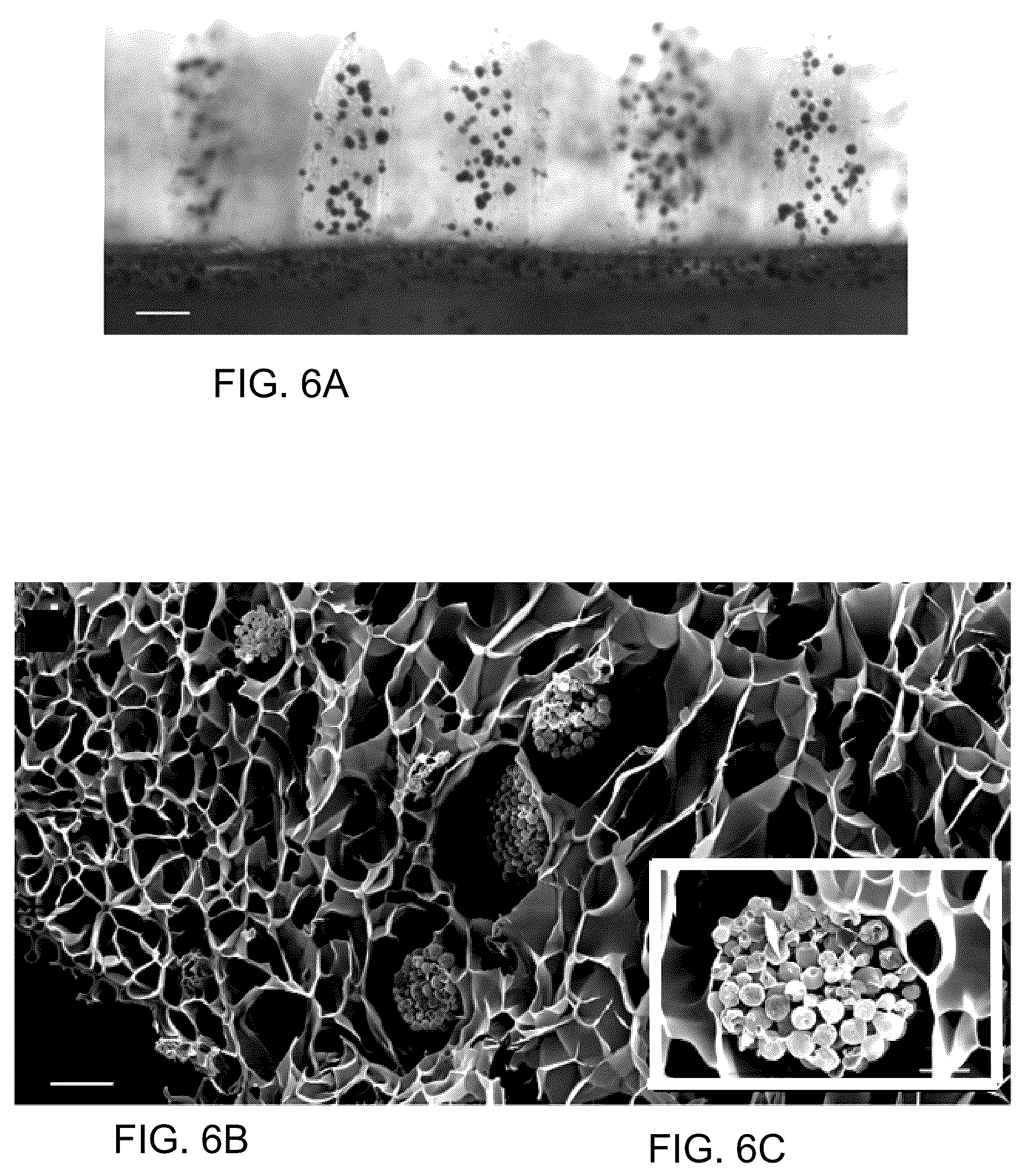 Patent US12167720 Figure 6 – Structure and method for promoting microalgae growth