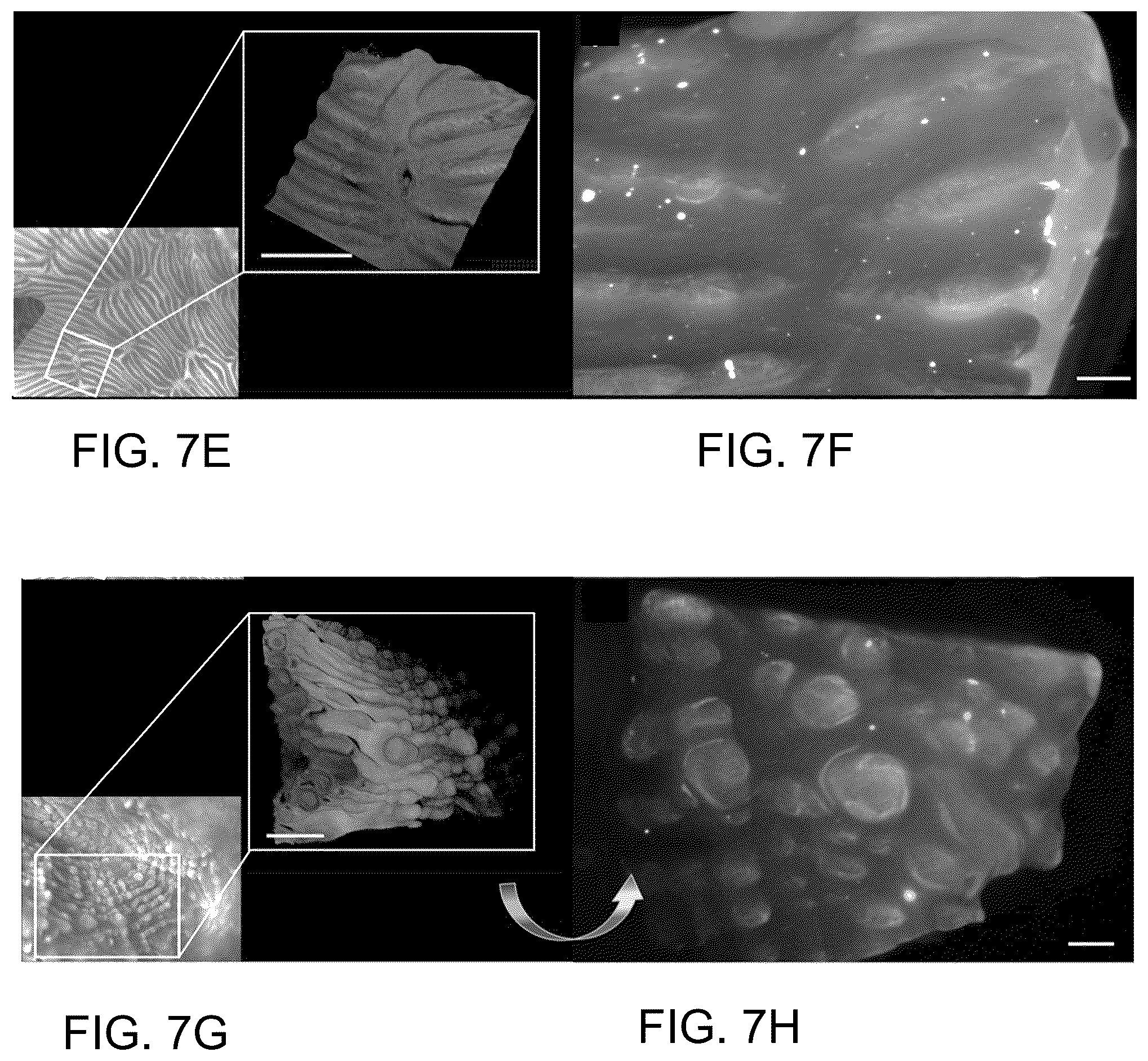 Patent US12167720 Figure 8 – Structure and method for promoting microalgae growth