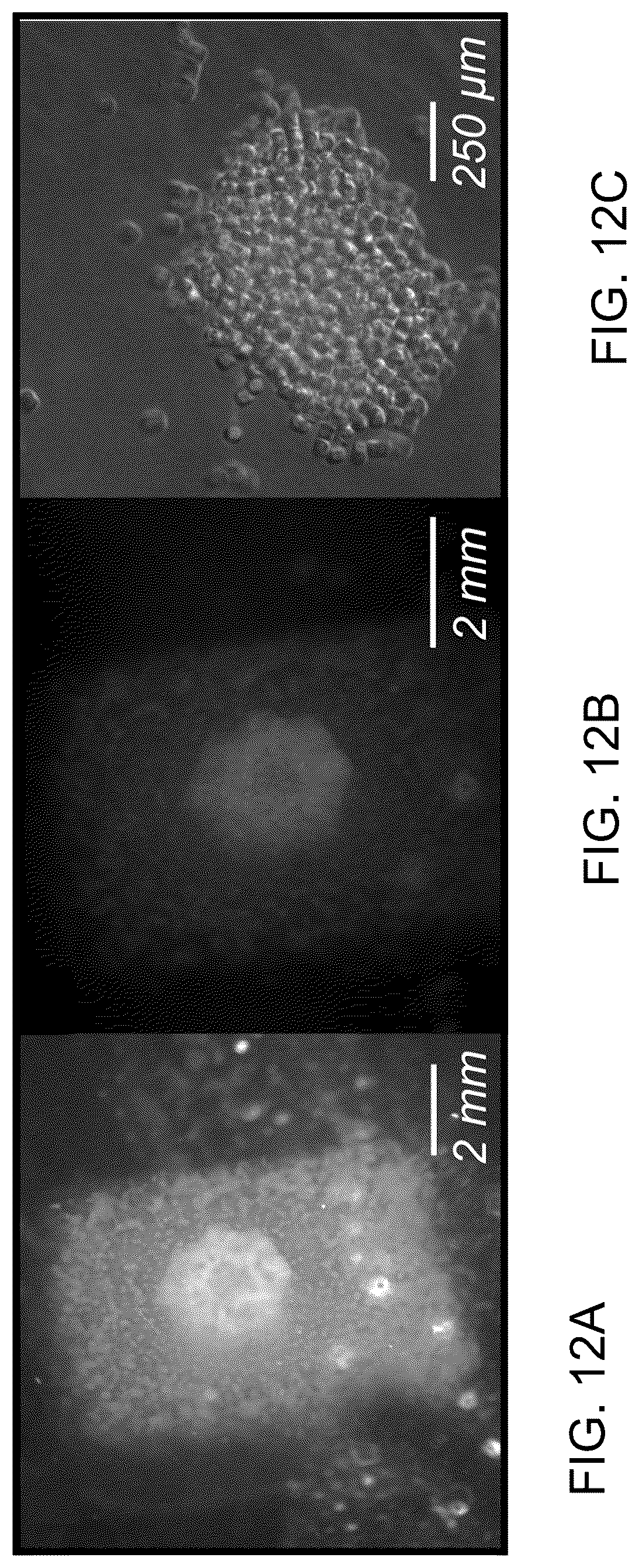 Patent US12167720 Figure 12 – Structure and method for promoting microalgae growth