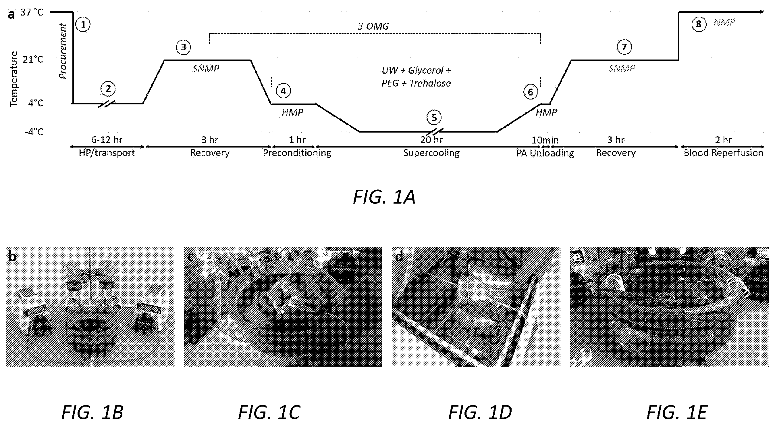 Patent US12167729 — Cryopreservation of tissues and organs — Figure 1