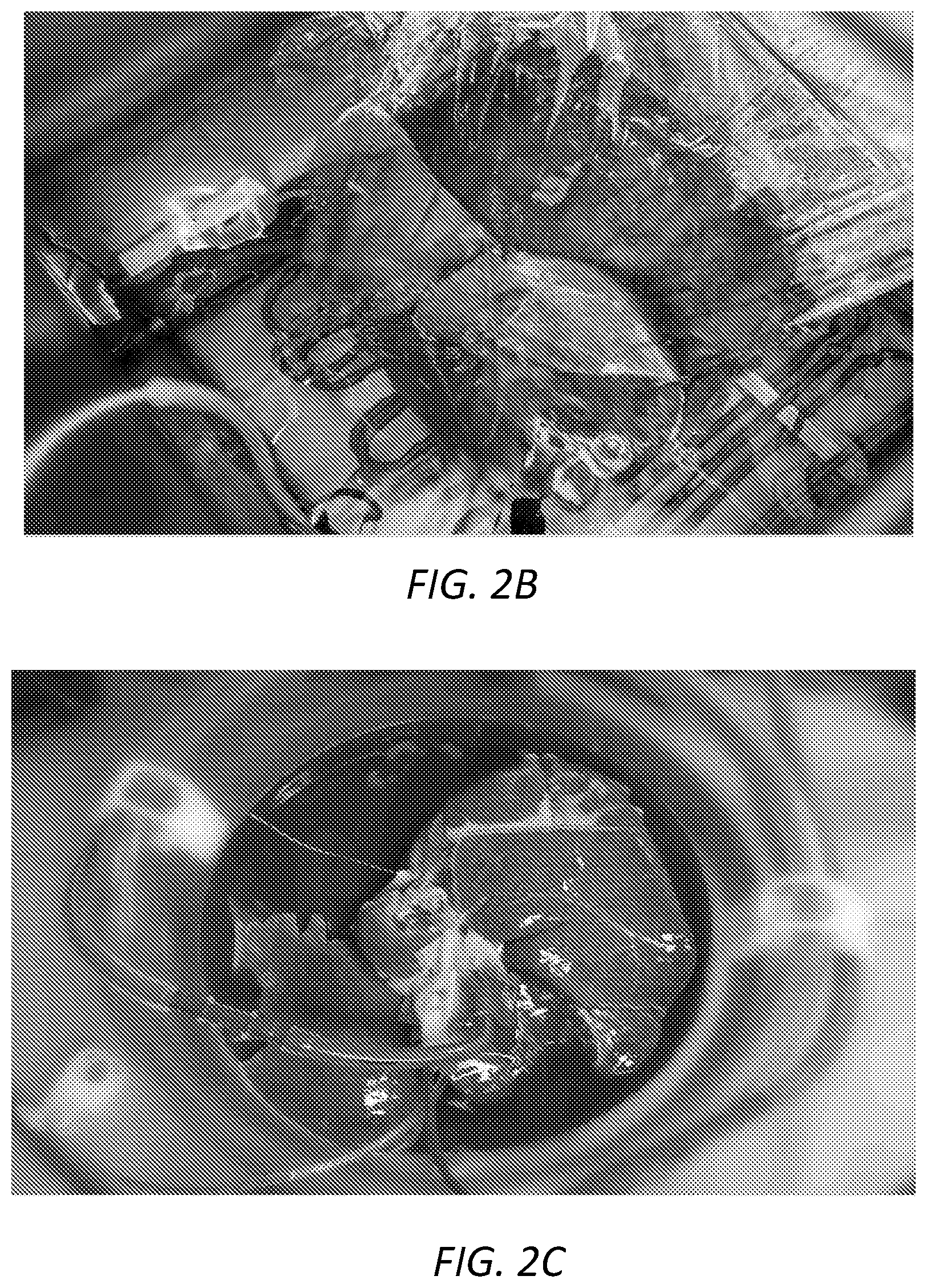 Patent US12167729 Figure 3 – Cryopreservation of tissues and organs