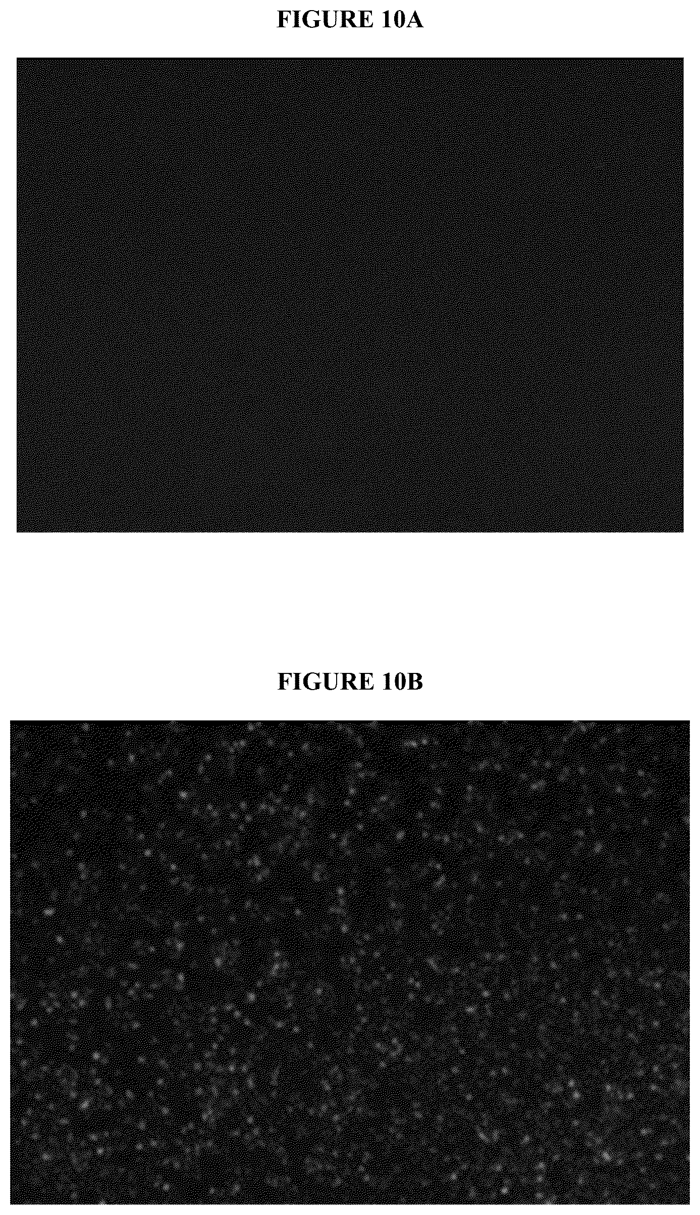 Patent US12167732 Figure 10 – Alkali-resistant calcium phosphate/nucleic acids hybrid carrier for pest control and method to produce the particles