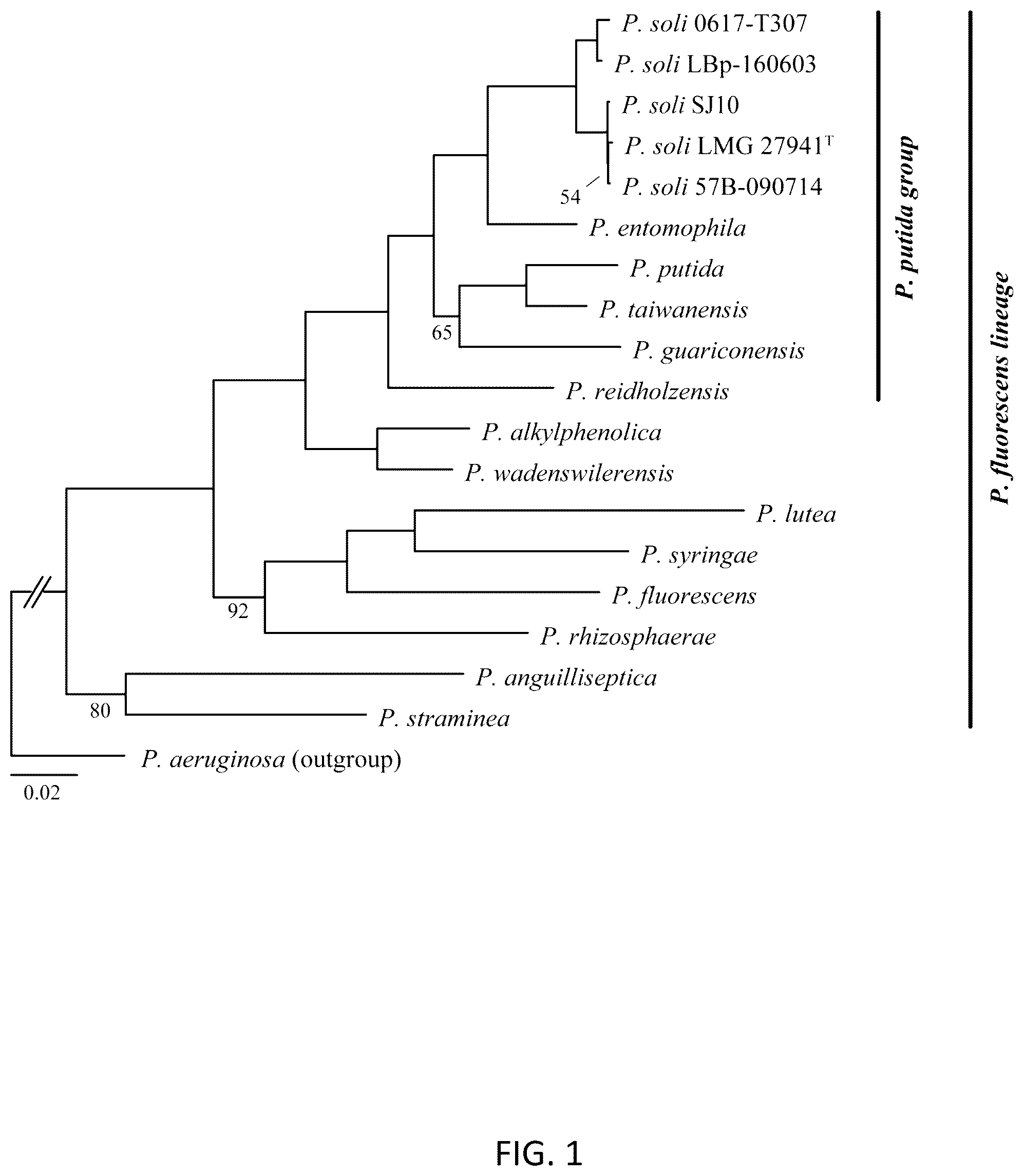 Patent US12167733 — Pseudomonas strains and their metabolites to control plant diseases — Figure 1