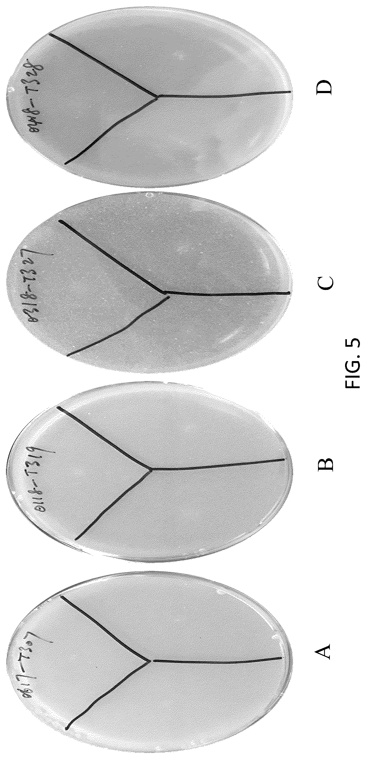 Patent US12167733 Figure 6 – Pseudomonas strains and their metabolites to control plant diseases