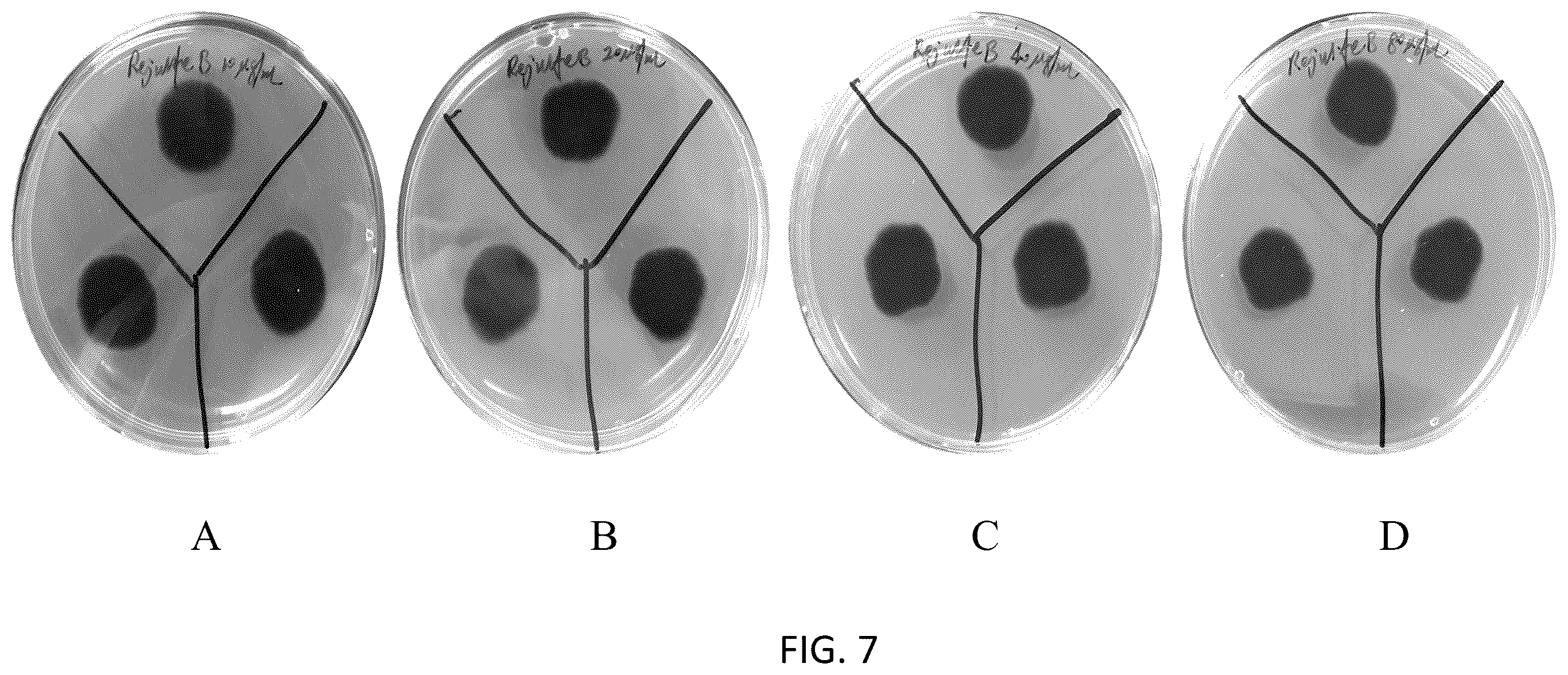 Patent US12167733 Figure 8 – Pseudomonas strains and their metabolites to control plant diseases