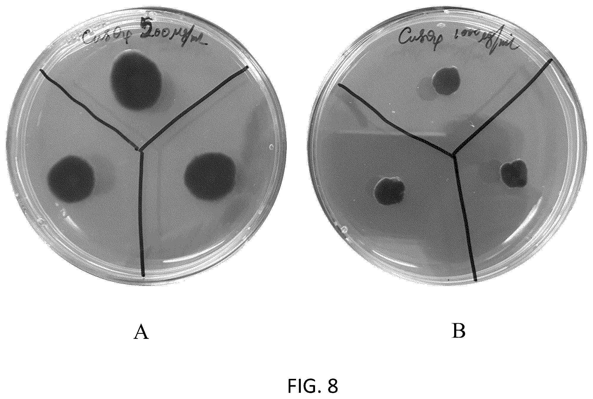 Patent US12167733 Figure 9 – Pseudomonas strains and their metabolites to control plant diseases