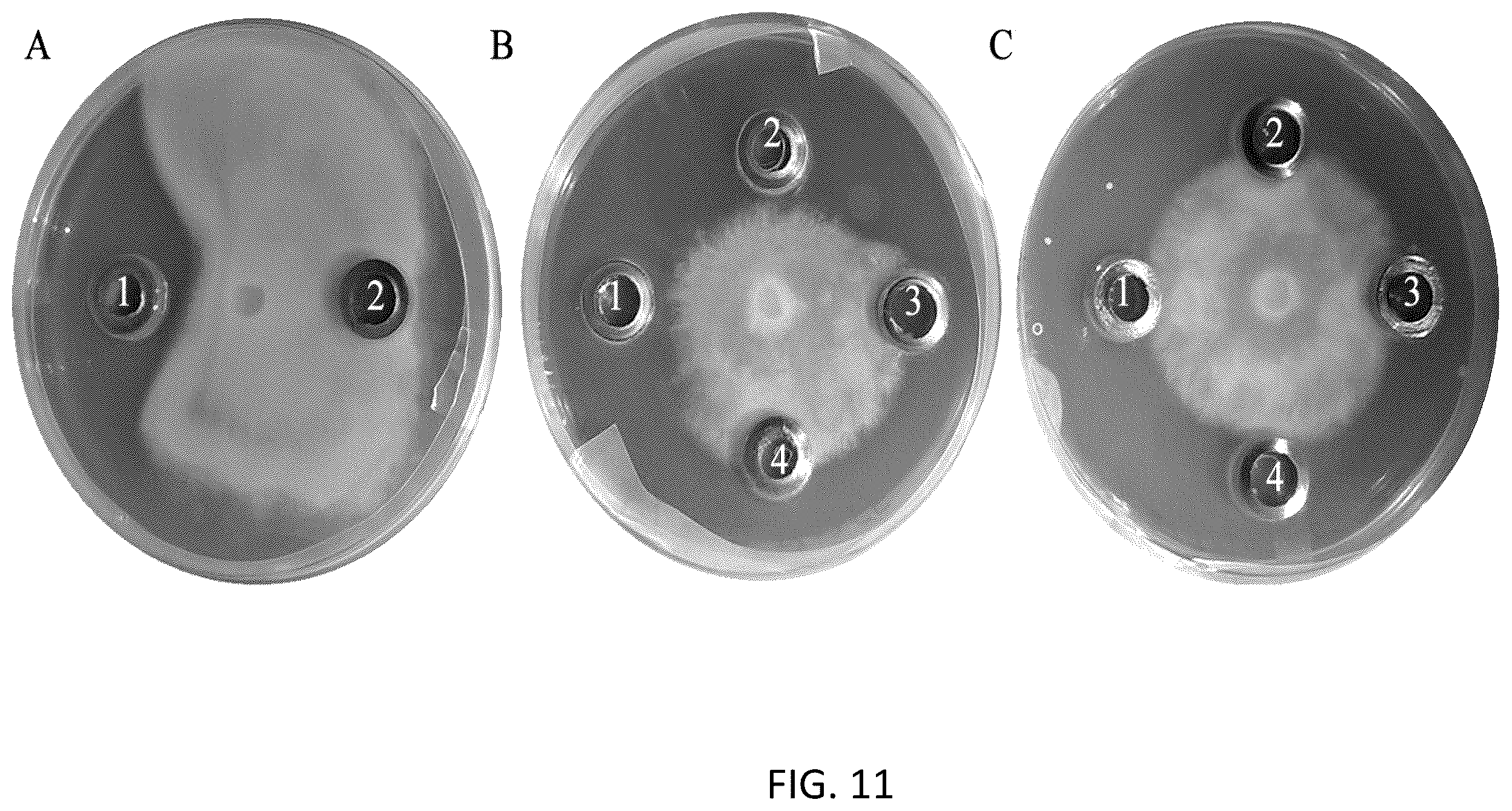 Patent US12167733 Figure 12 – Pseudomonas strains and their metabolites to control plant diseases