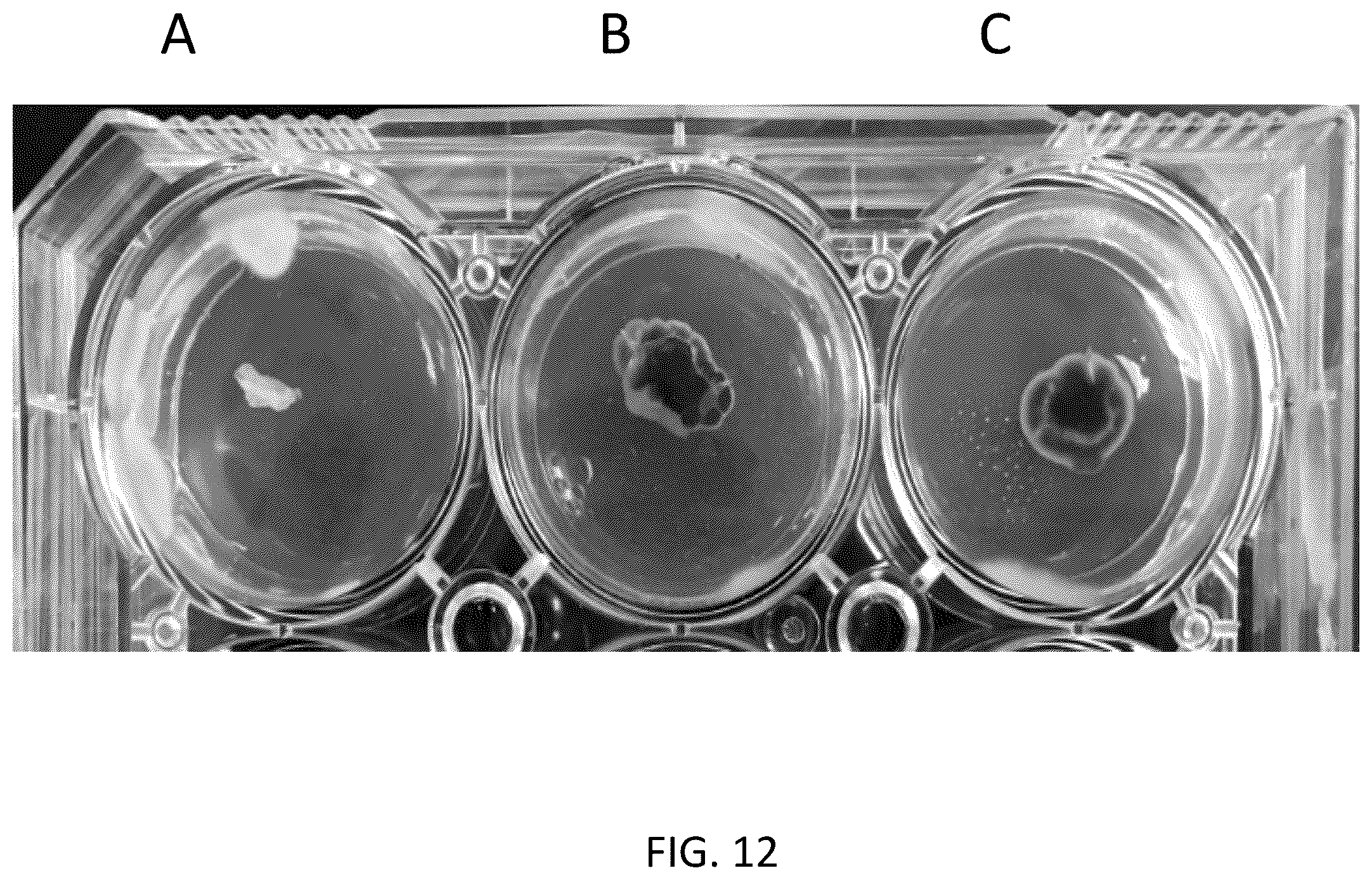 Patent US12167733 Figure 13 – Pseudomonas strains and their metabolites to control plant diseases