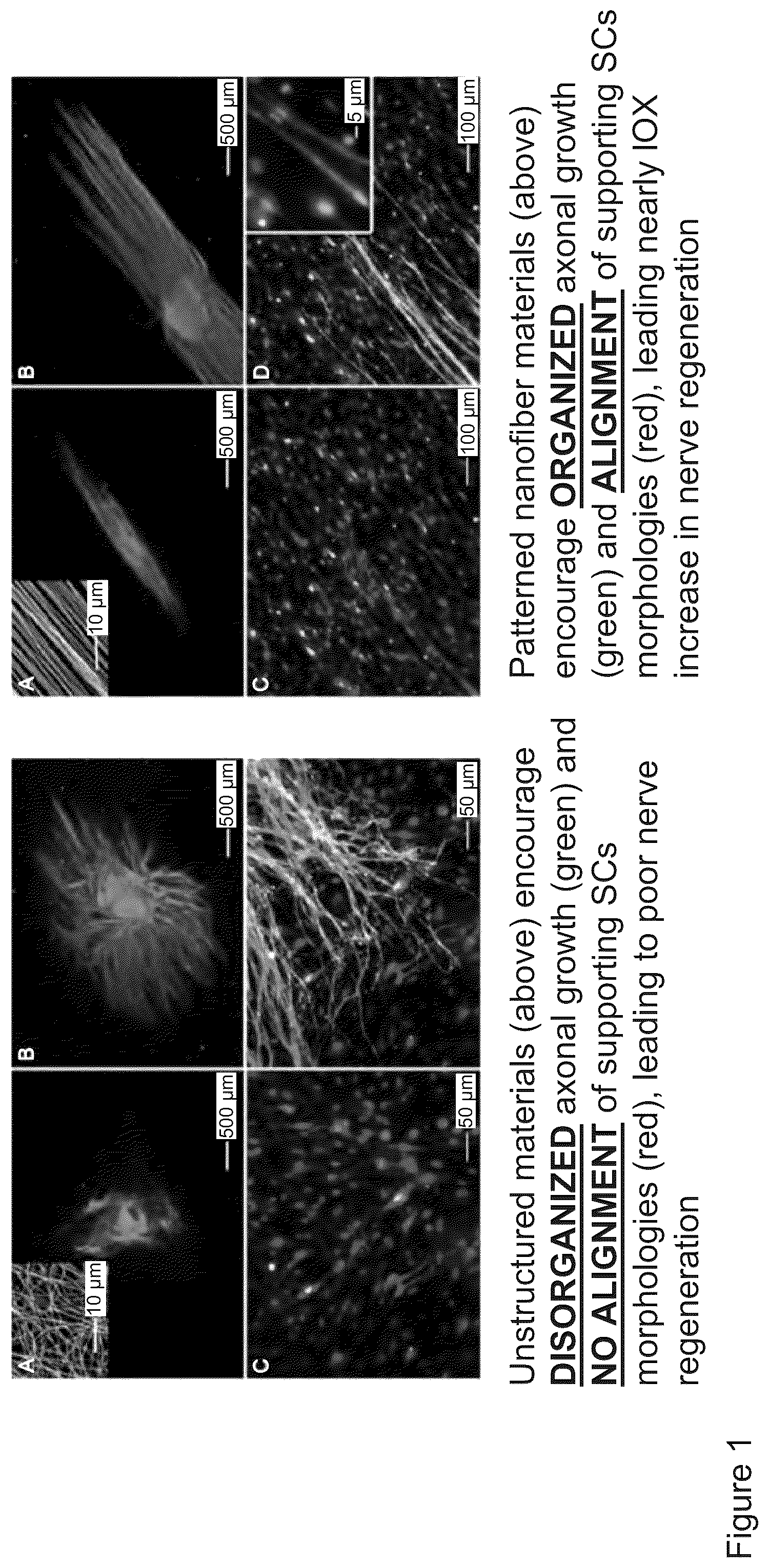 Patent US12167853 Figure 1 – Non-woven graft materials for nerve repair and regeneration
