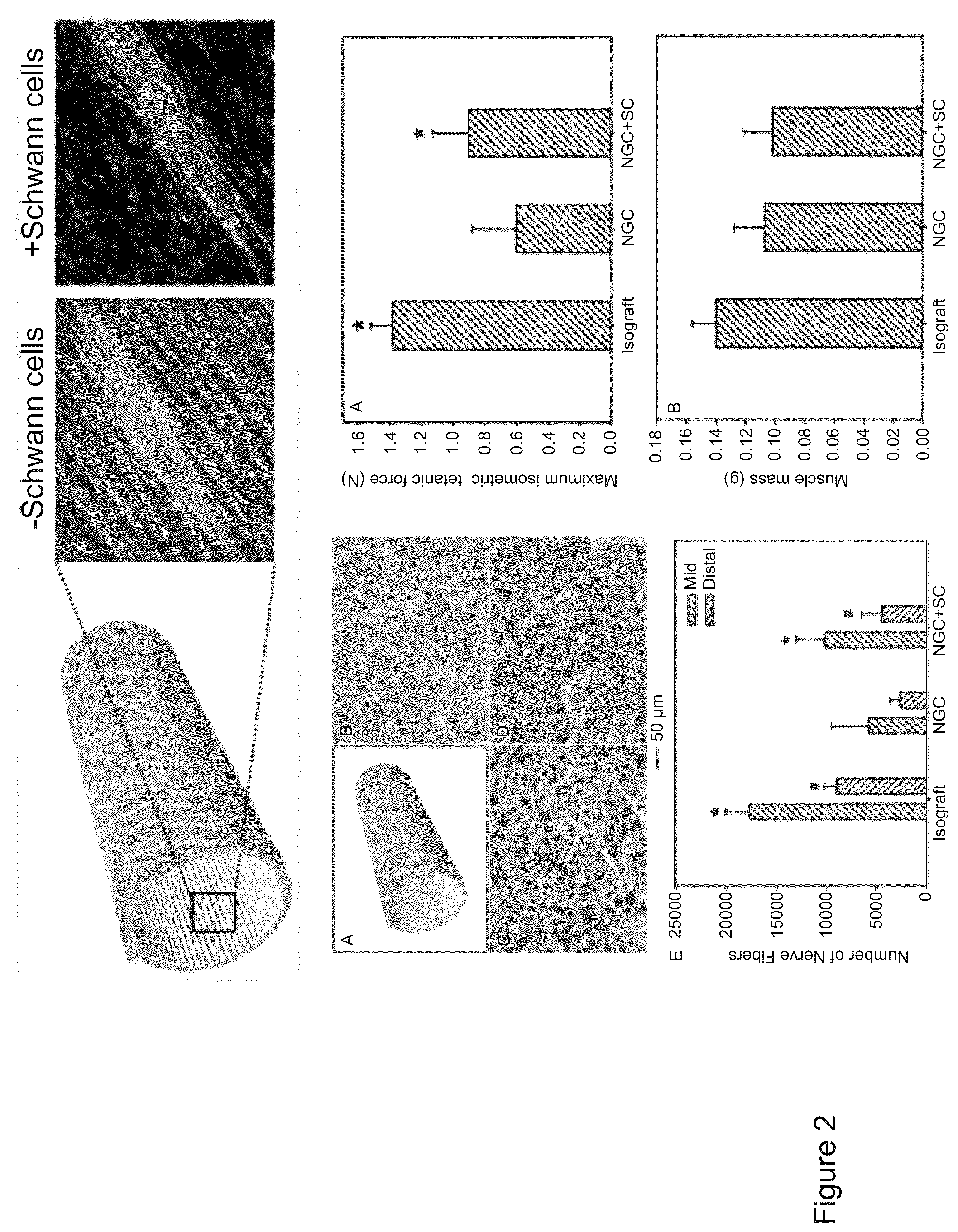 Patent US12167853 Figure 2 – Non-woven graft materials for nerve repair and regeneration