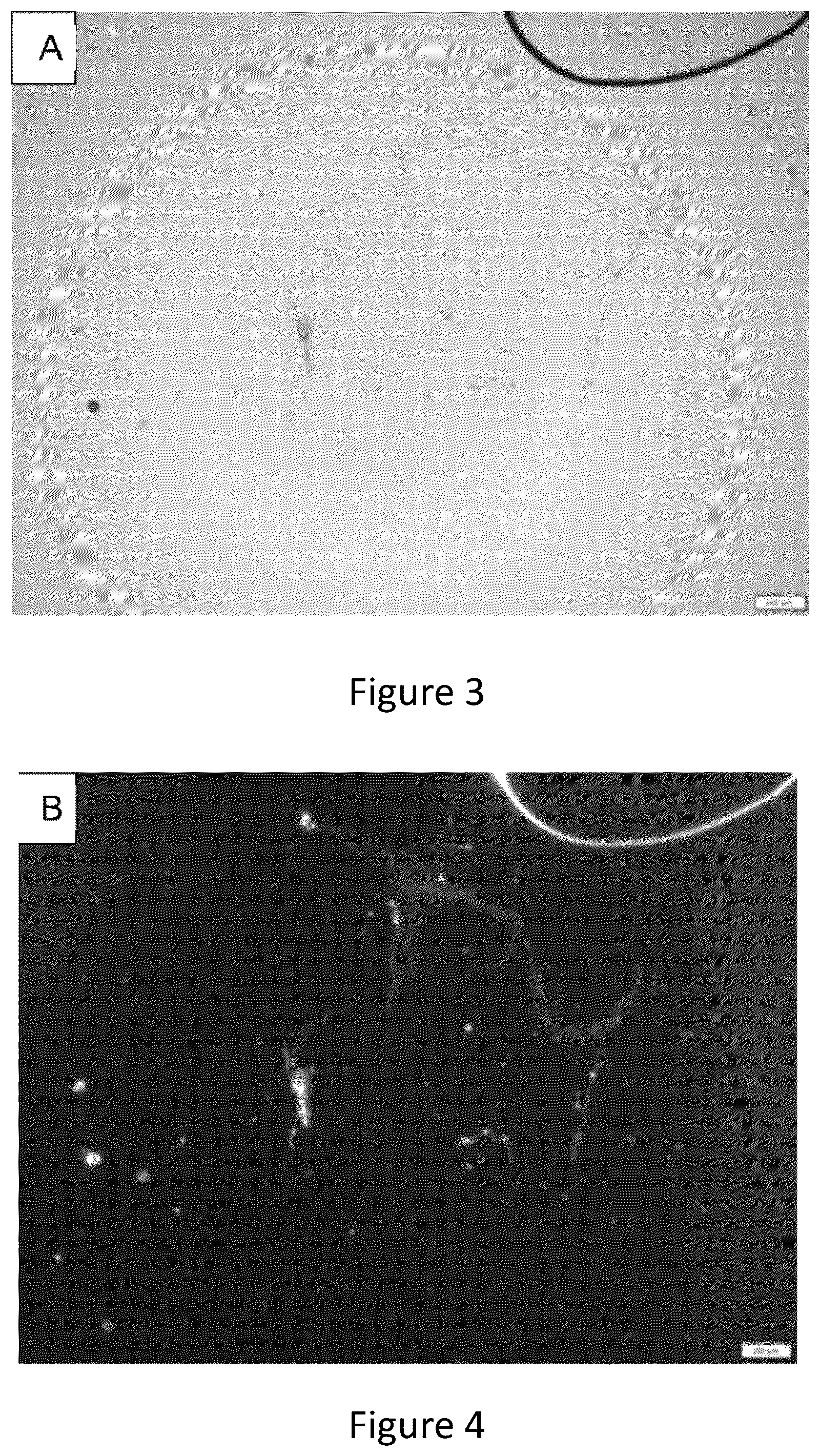 Patent US12167965 Figure 2 – Liquid collagen bioinks and methods to make and use collagen structures