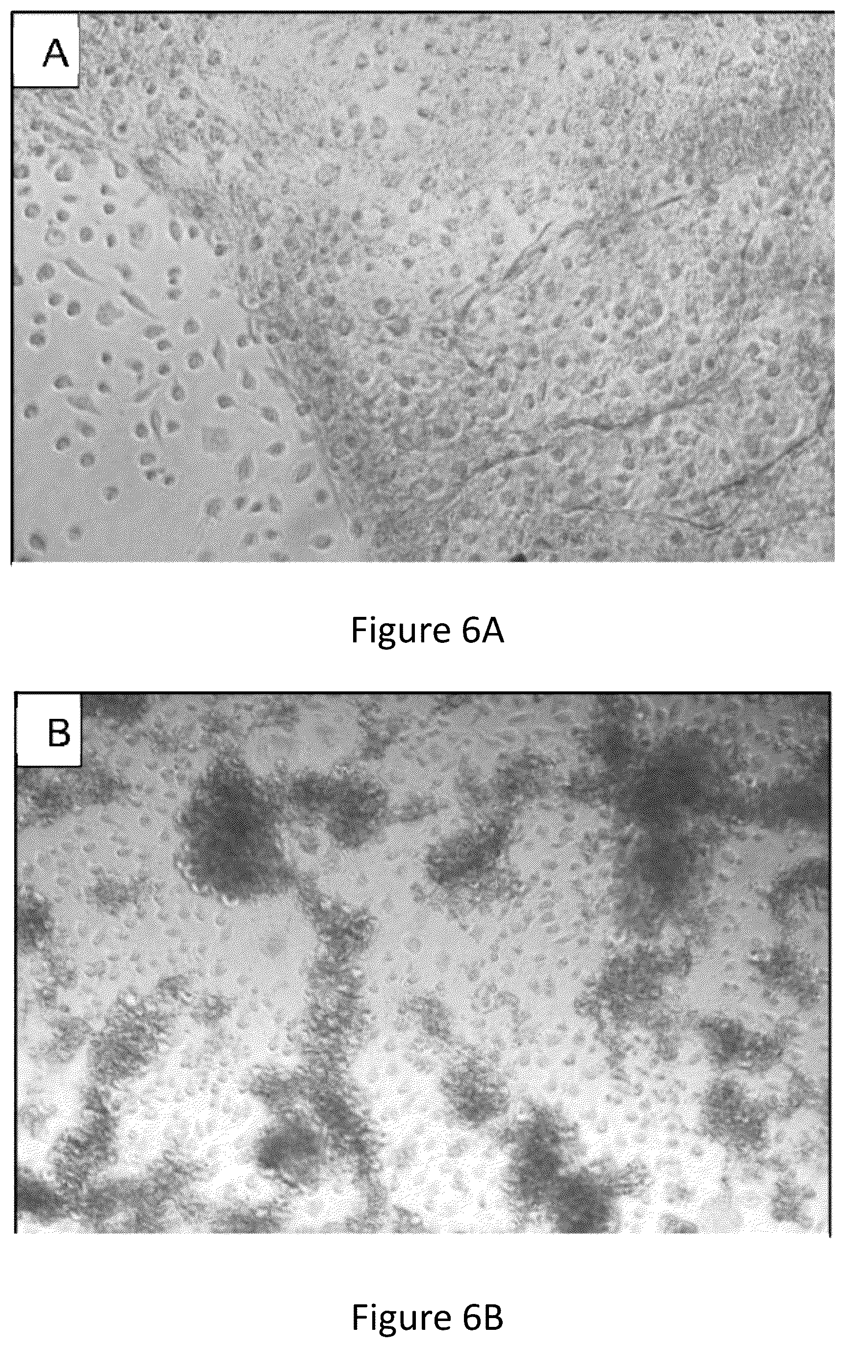 Patent US12167965 Figure 4 – Liquid collagen bioinks and methods to make and use collagen structures