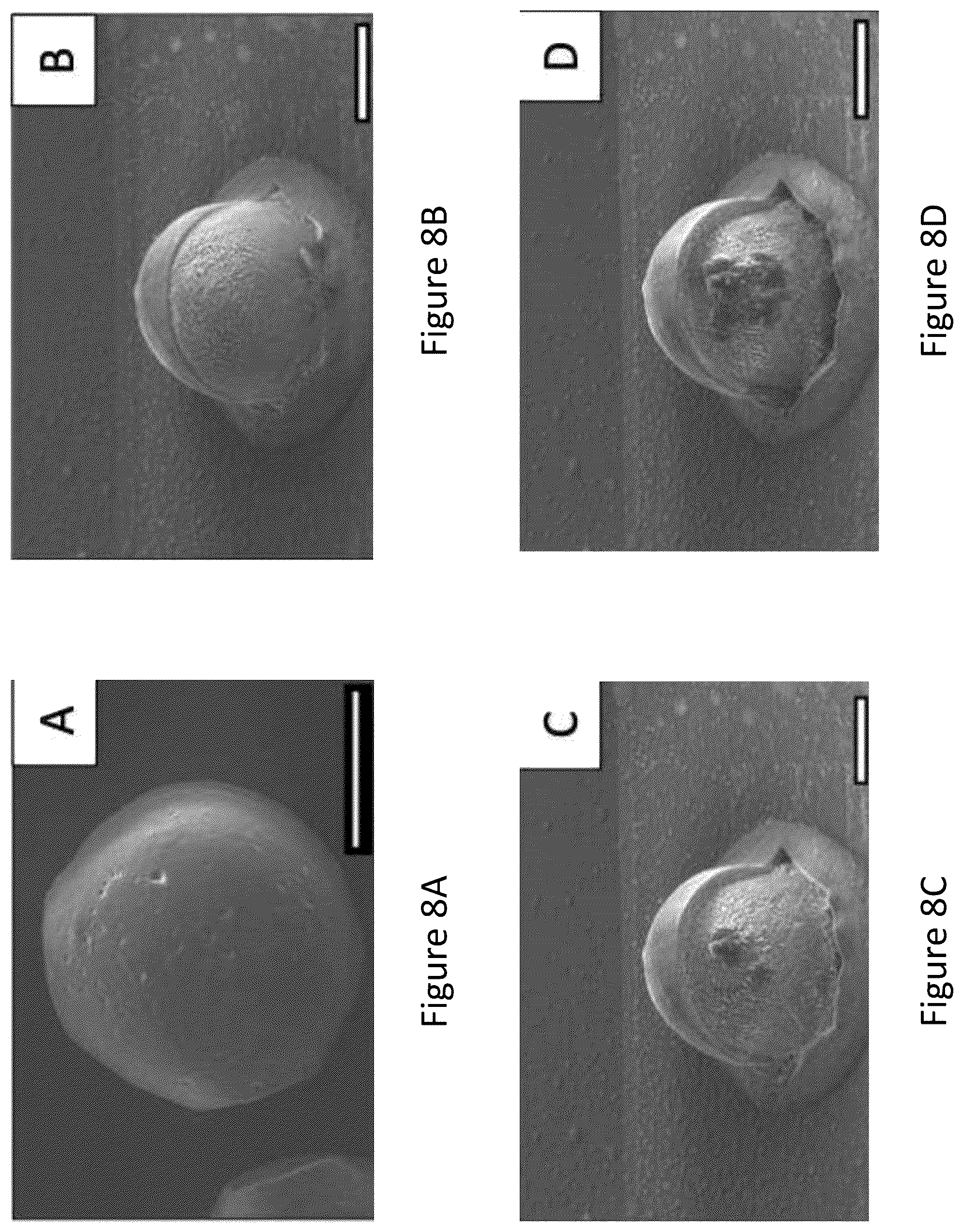 Patent US12167965 Figure 7 – Liquid collagen bioinks and methods to make and use collagen structures