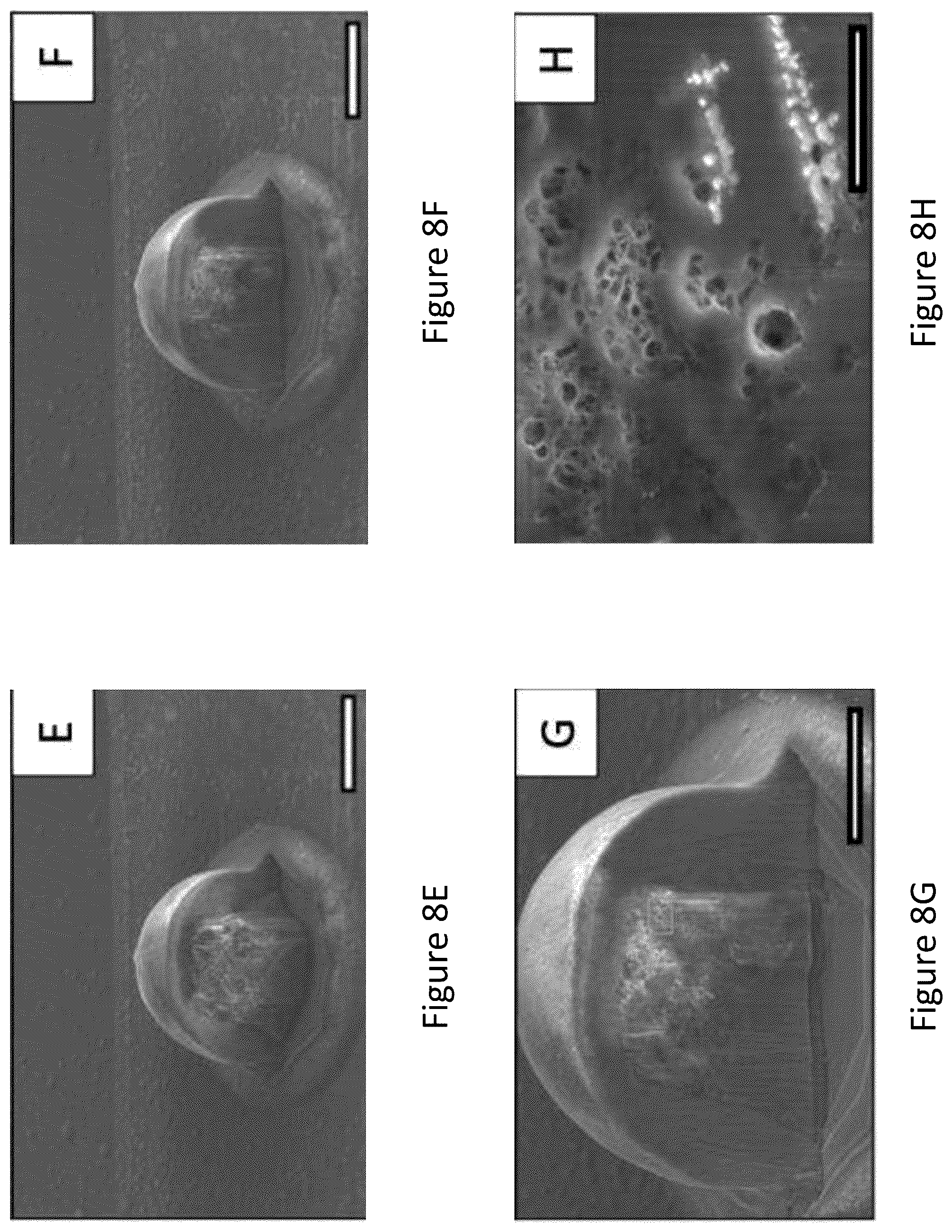 Patent US12167965 Figure 8 – Liquid collagen bioinks and methods to make and use collagen structures