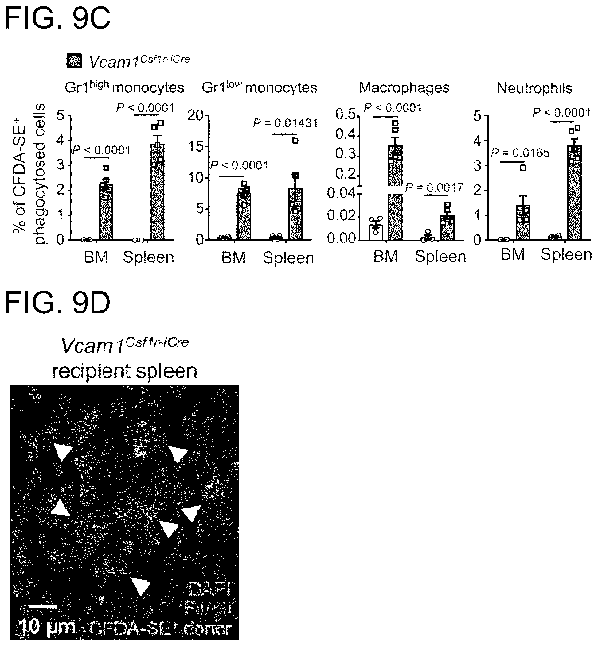 Patent US12173073 Figure 19 – Methods of treatment by targeting VCAM1 and MAEA