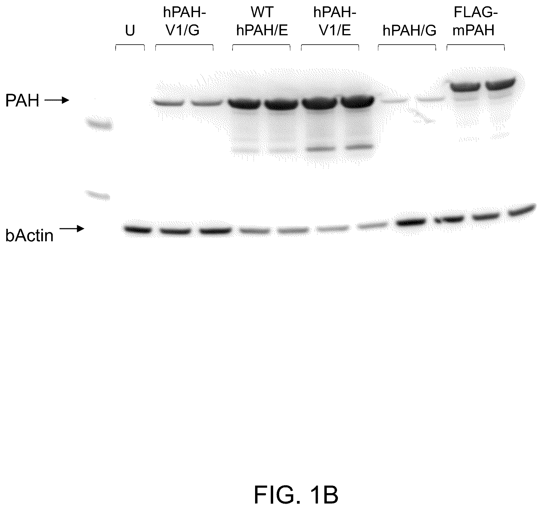 Patent US12173308 Figure 2 – Human PAH expression cassette for treatment of PKU by liver-directed gene replacement therapy