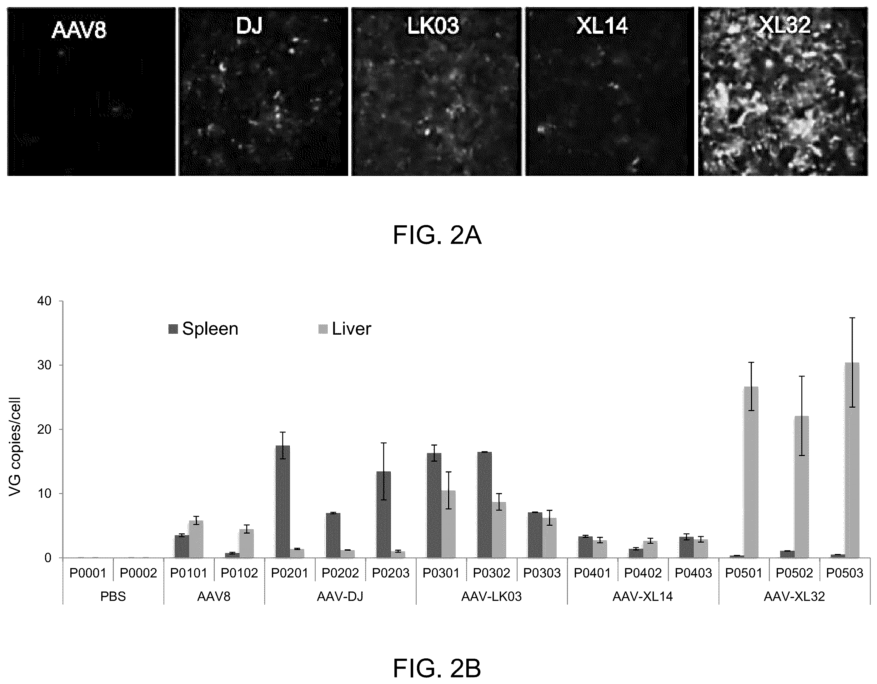 Patent US12173308 Figure 4 – Human PAH expression cassette for treatment of PKU by liver-directed gene replacement therapy
