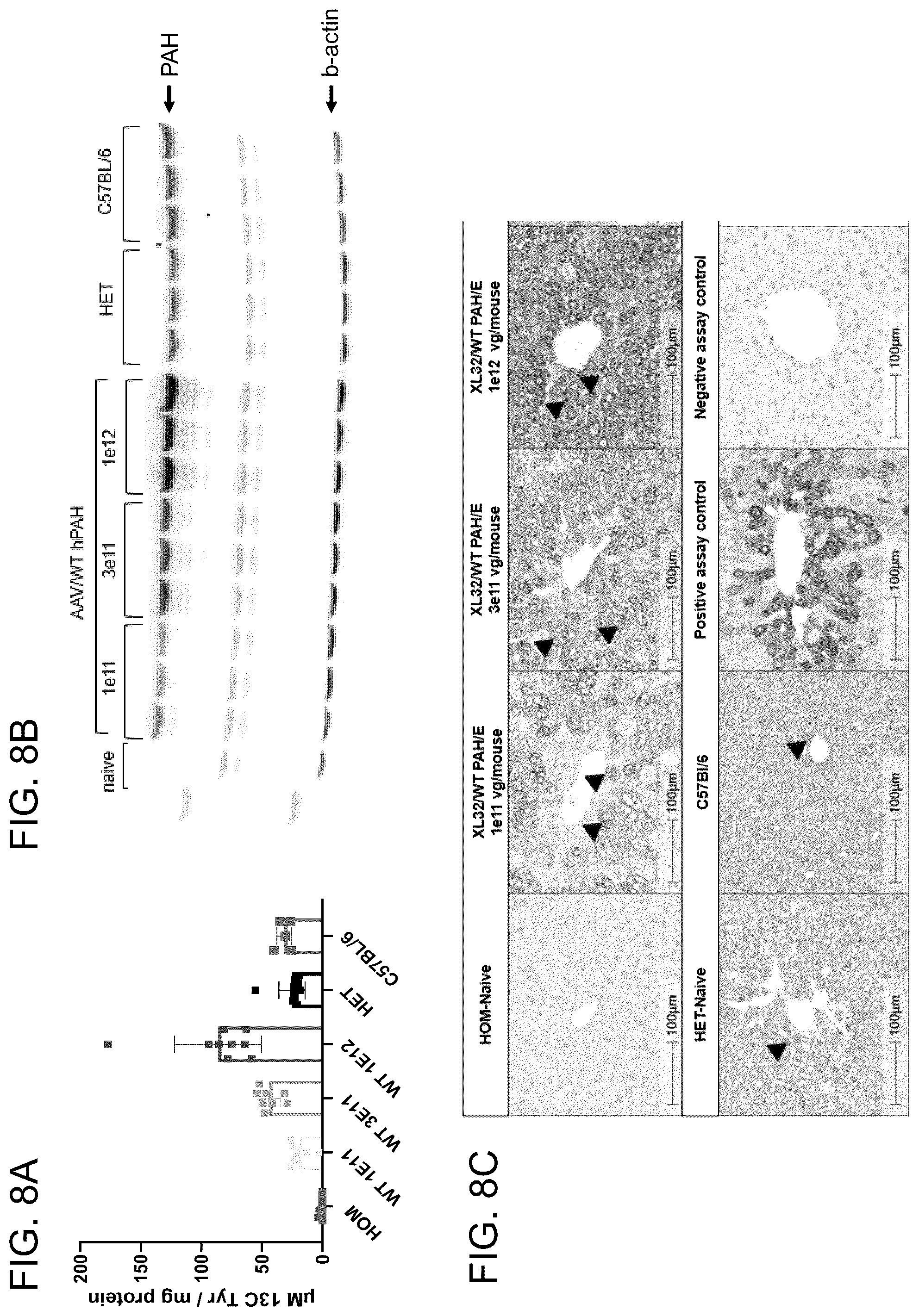 Patent US12173308 Figure 19 – Human PAH expression cassette for treatment of PKU by liver-directed gene replacement therapy