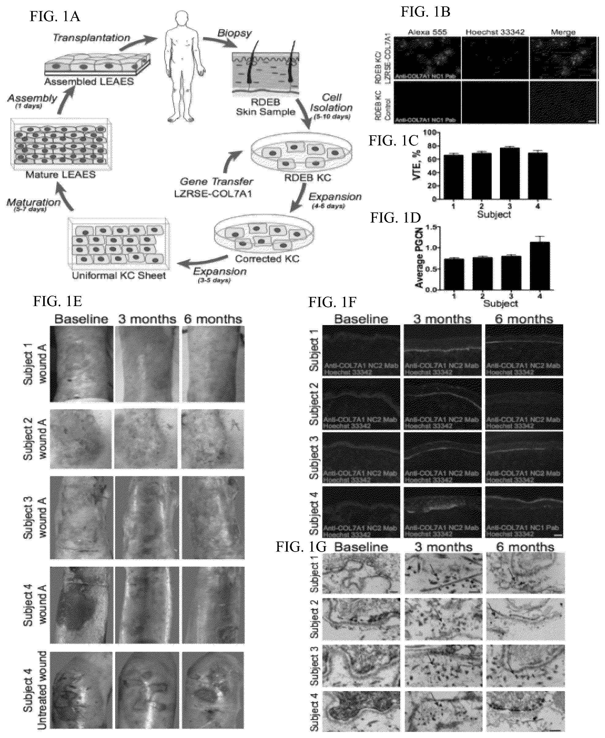 Patent US12173314 Figure 1 – Gene therapy for recessive dystrophic epidermolysis bullosa using genetically corrected autologous keratinocytes
