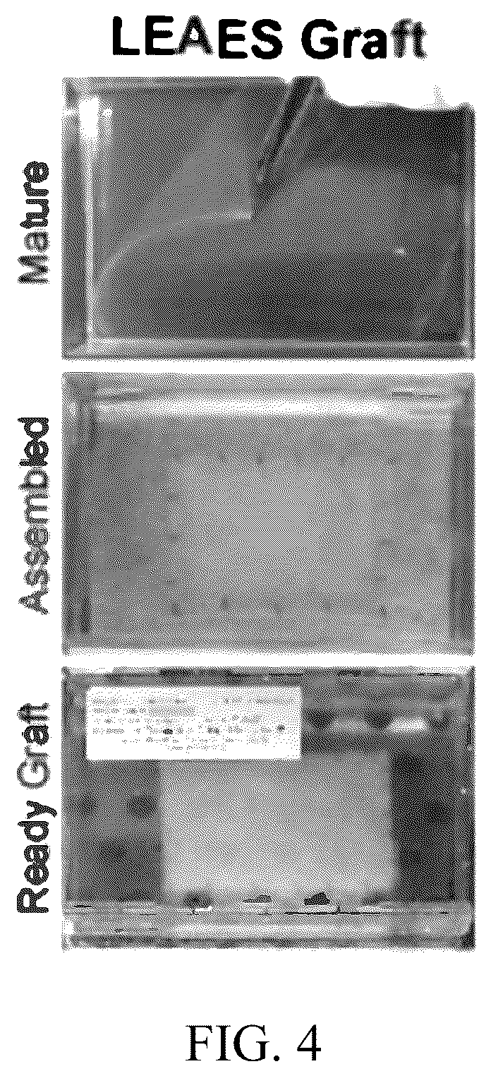 Patent US12173314 Figure 4 – Gene therapy for recessive dystrophic epidermolysis bullosa using genetically corrected autologous keratinocytes