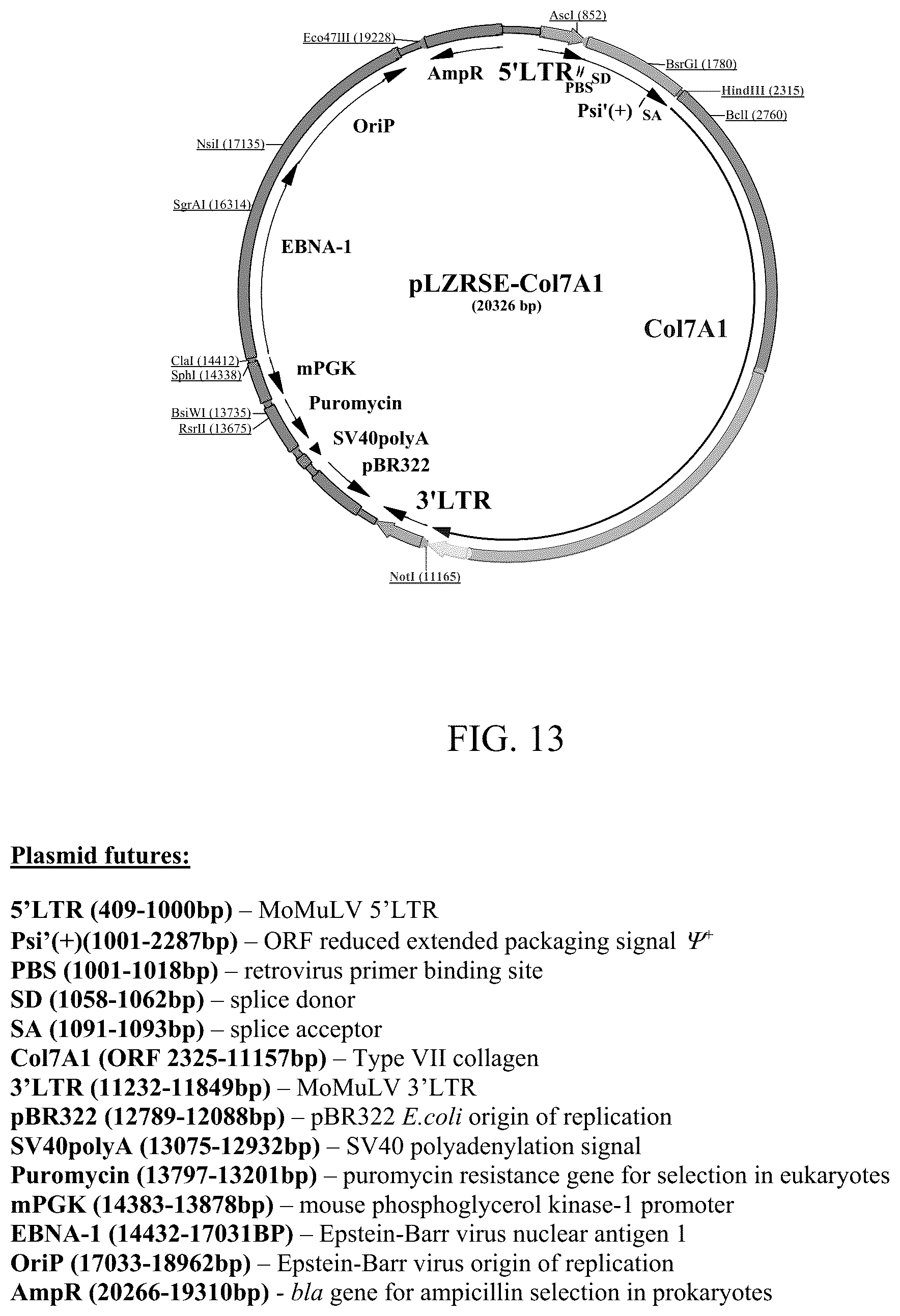 Patent US12173314 Figure 12 – Gene therapy for recessive dystrophic epidermolysis bullosa using genetically corrected autologous keratinocytes