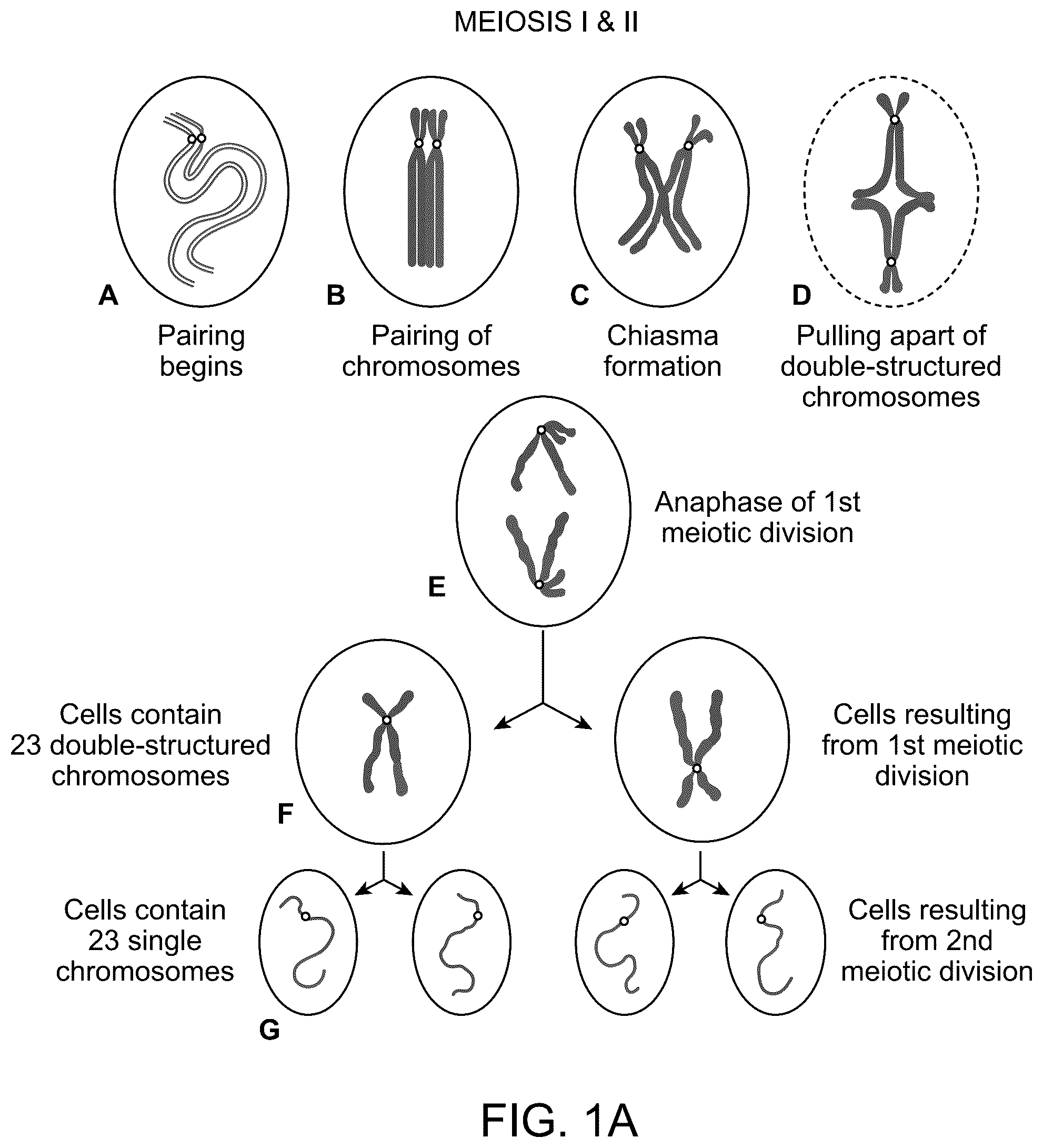 Patent US12173356 — Chromosomal analysis by molecular karyotyping — Figure 1