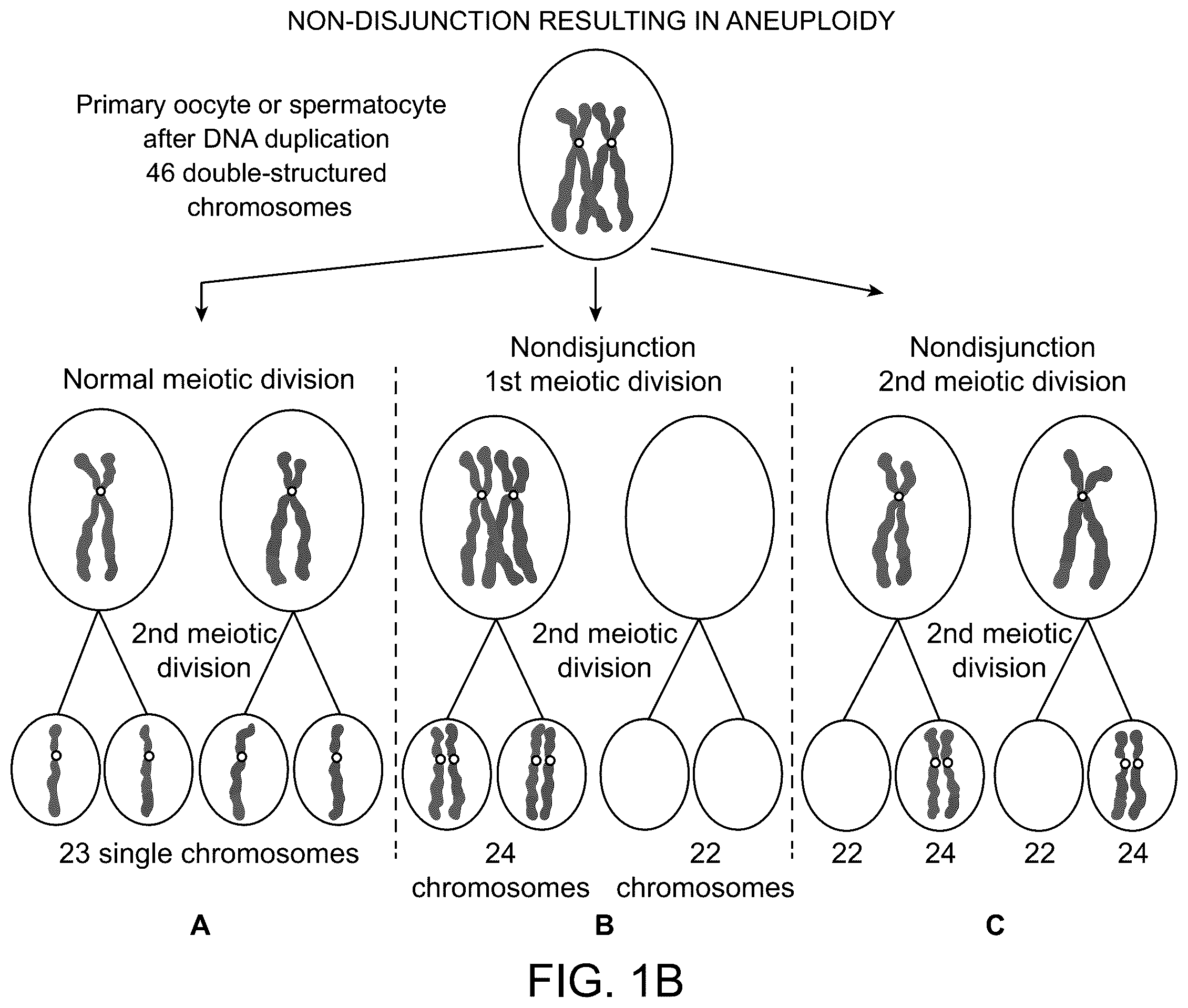 Patent US12173356 Figure 2 – Chromosomal analysis by molecular karyotyping