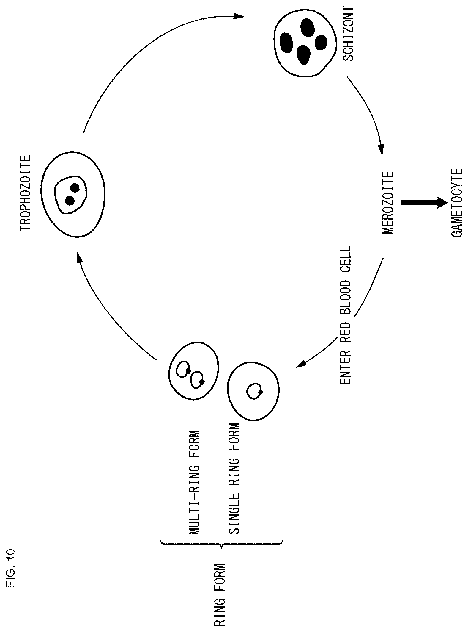 Patent US12174118 Figure 10 – Blood analyzer