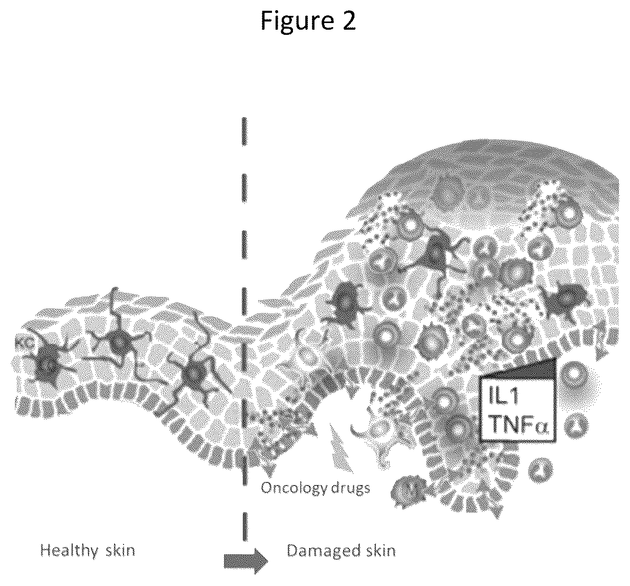 Patent US12174172 Figure 2 – Method for evaluating the efficacy of a composition in reducing the effects of cancer therapeutics on skin