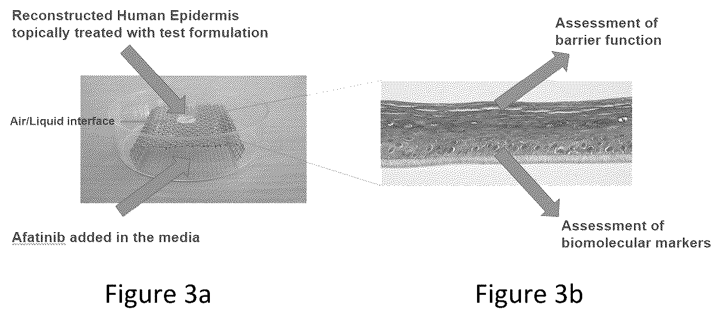 Patent US12174172 Figure 3 – Method for evaluating the efficacy of a composition in reducing the effects of cancer therapeutics on skin