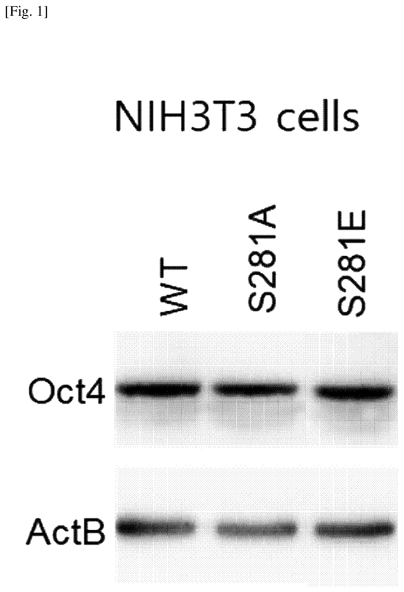 Patent US12174174 Figure 1 – Composition comprising material for regulating OCT4 modification to repress stemness