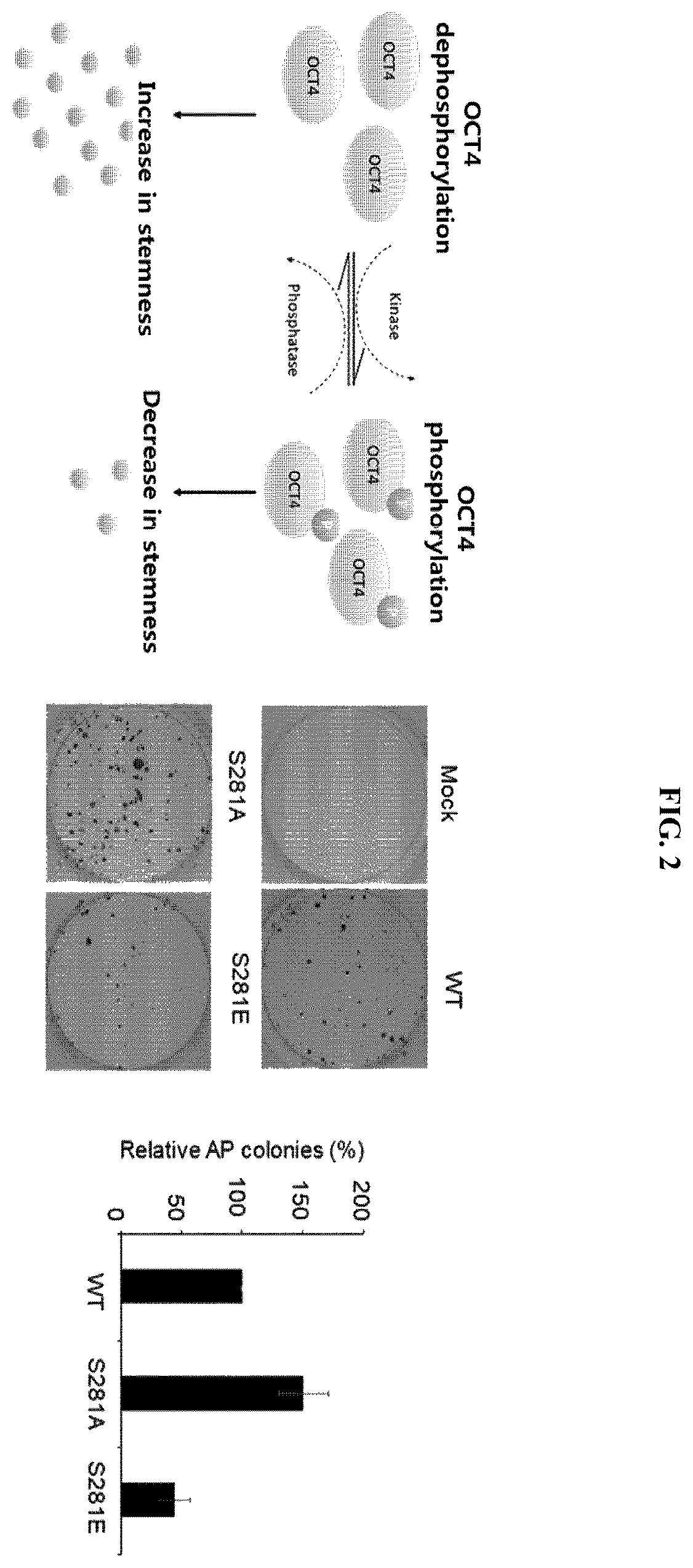 Patent US12174174 Figure 2 – Composition comprising material for regulating OCT4 modification to repress stemness