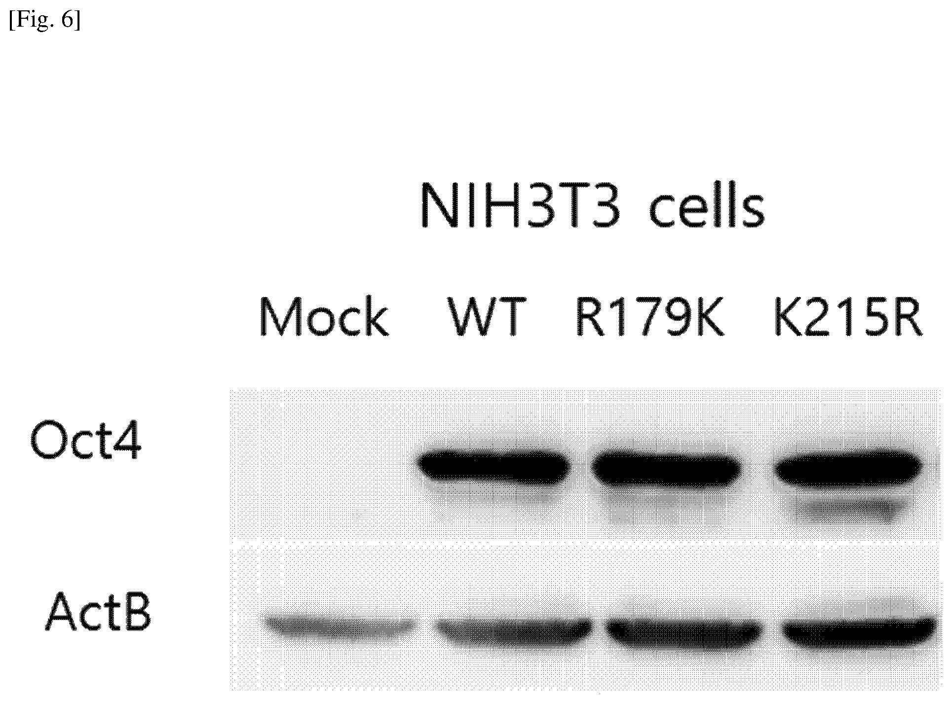Patent US12174174 Figure 6 – Composition comprising material for regulating OCT4 modification to repress stemness