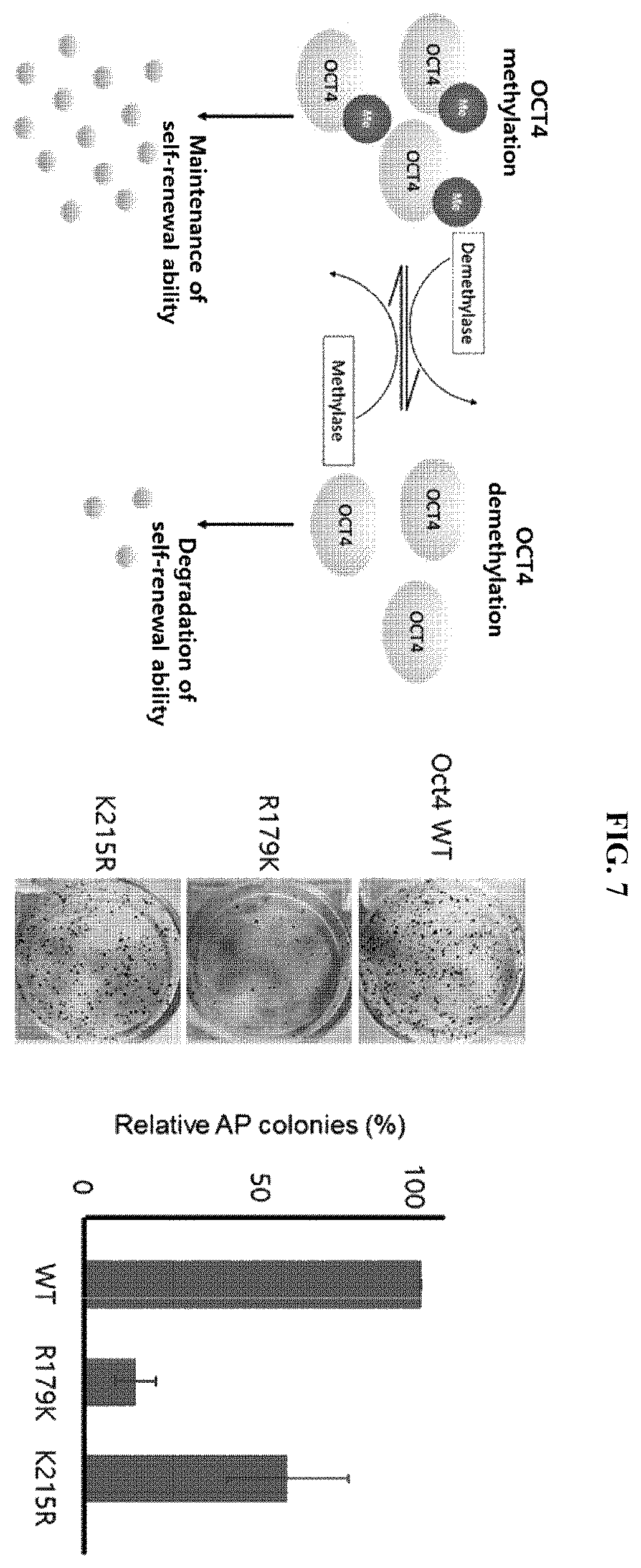 Patent US12174174 Figure 7 – Composition comprising material for regulating OCT4 modification to repress stemness