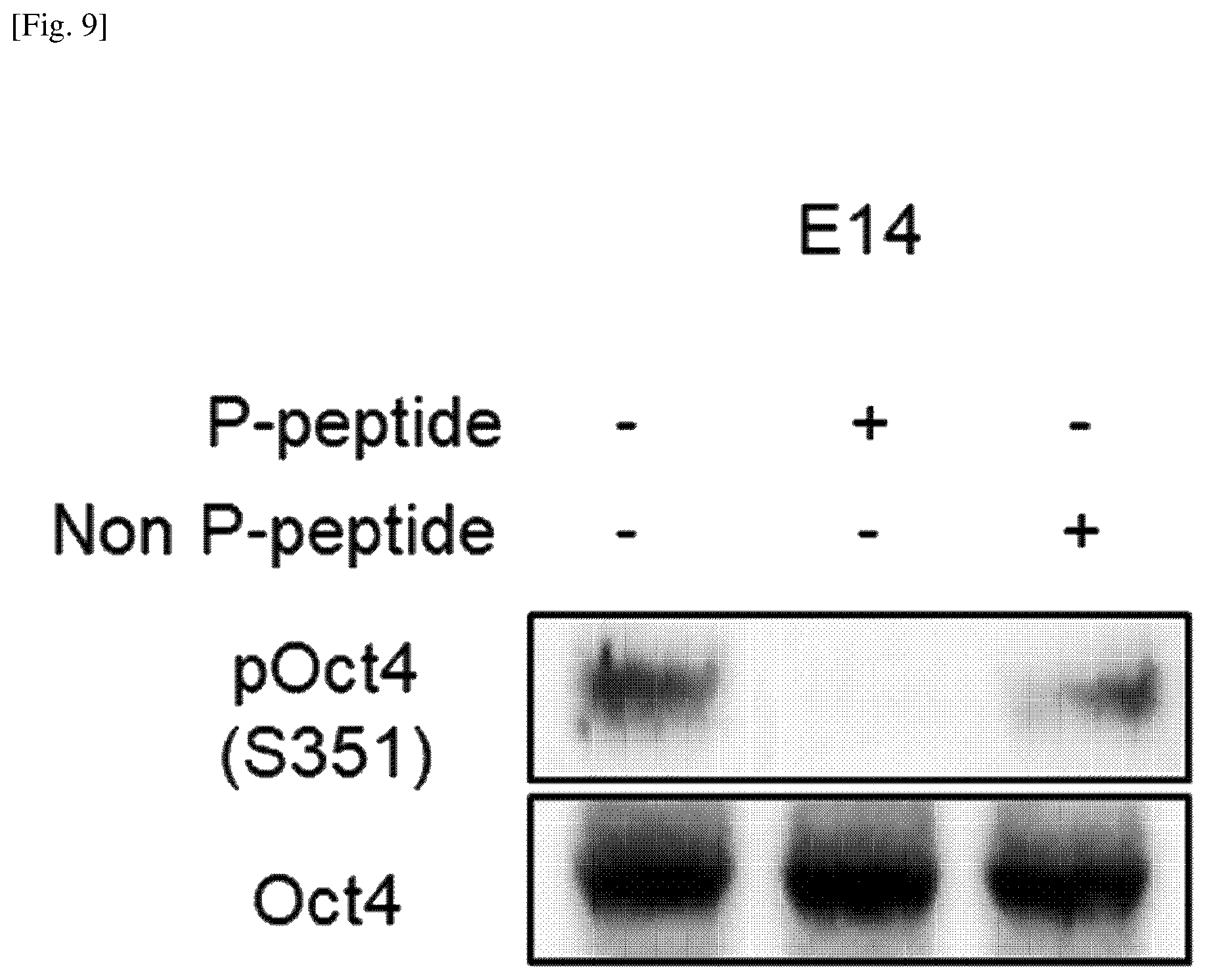 Patent US12174174 Figure 9 – Composition comprising material for regulating OCT4 modification to repress stemness