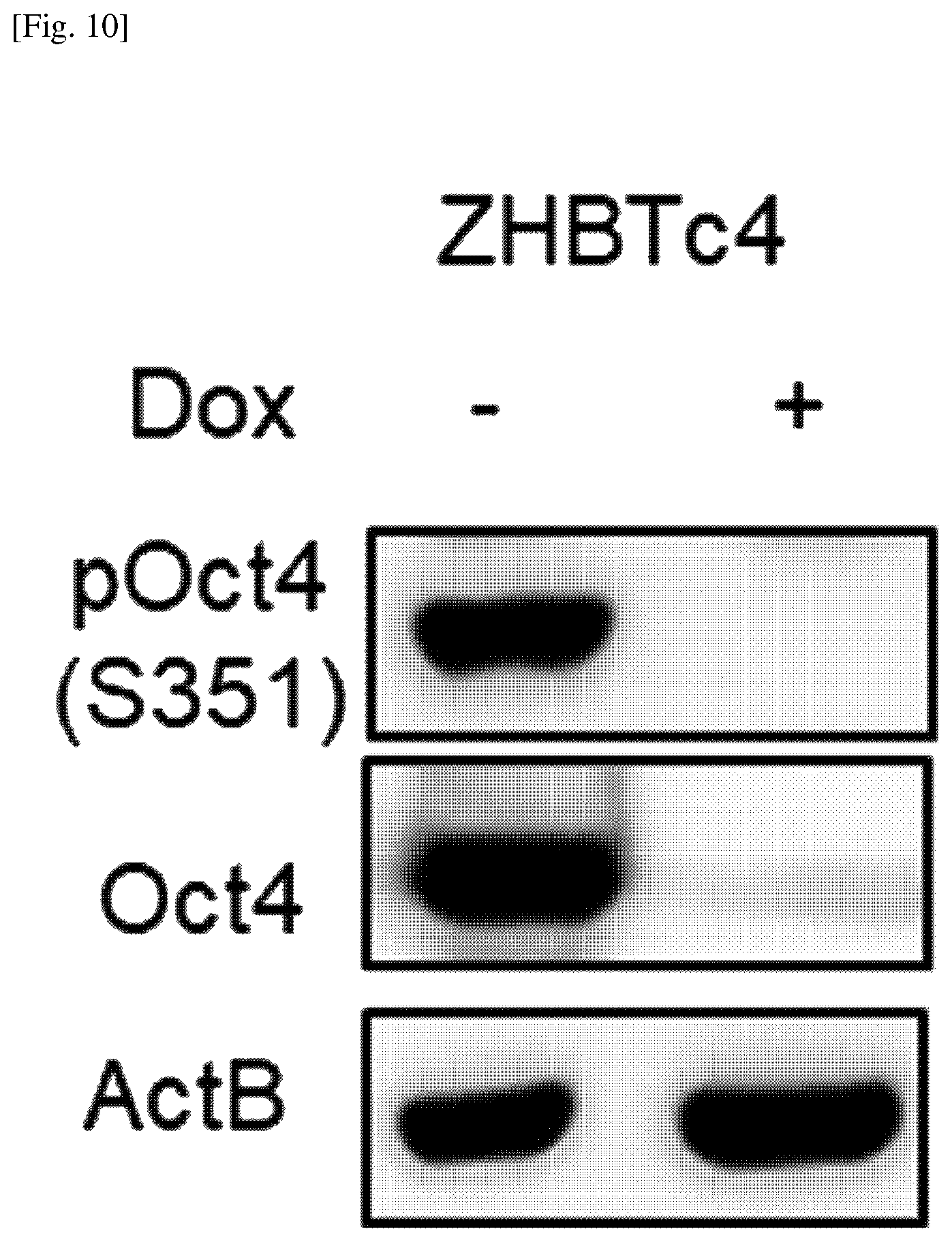 Patent US12174174 Figure 10 – Composition comprising material for regulating OCT4 modification to repress stemness