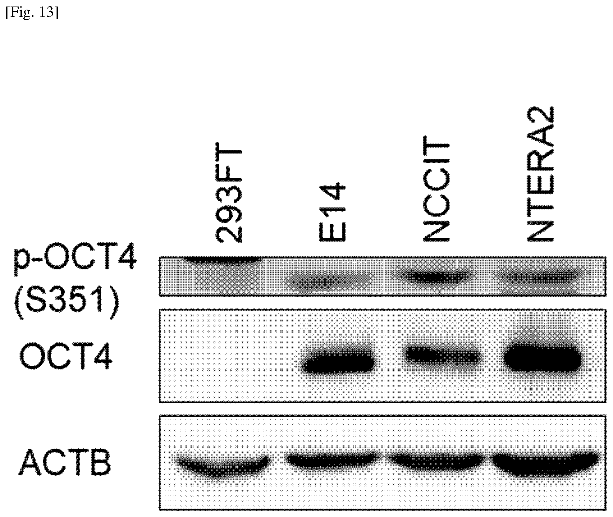 Patent US12174174 Figure 13 – Composition comprising material for regulating OCT4 modification to repress stemness