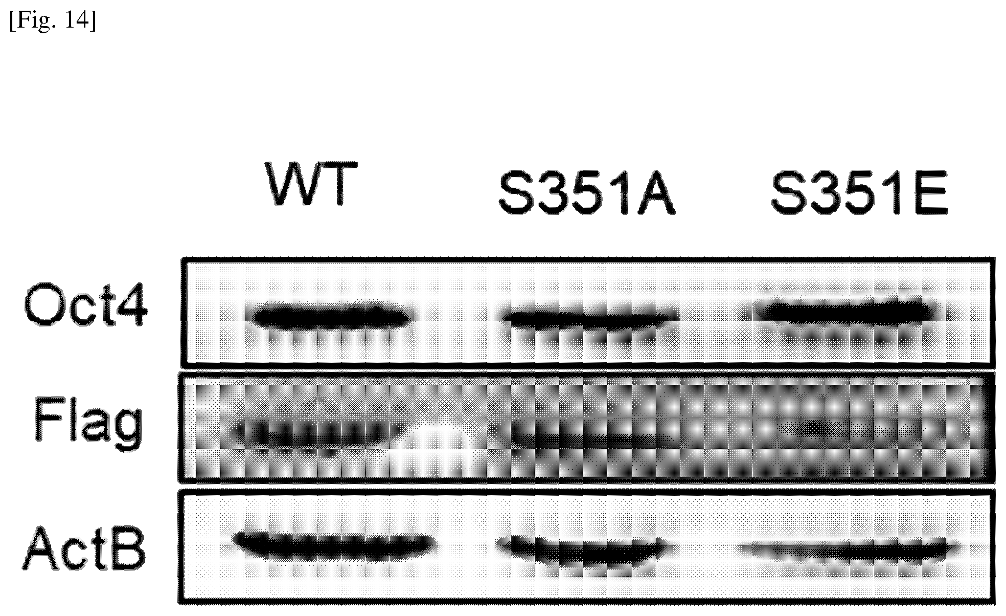 Patent US12174174 Figure 14 – Composition comprising material for regulating OCT4 modification to repress stemness