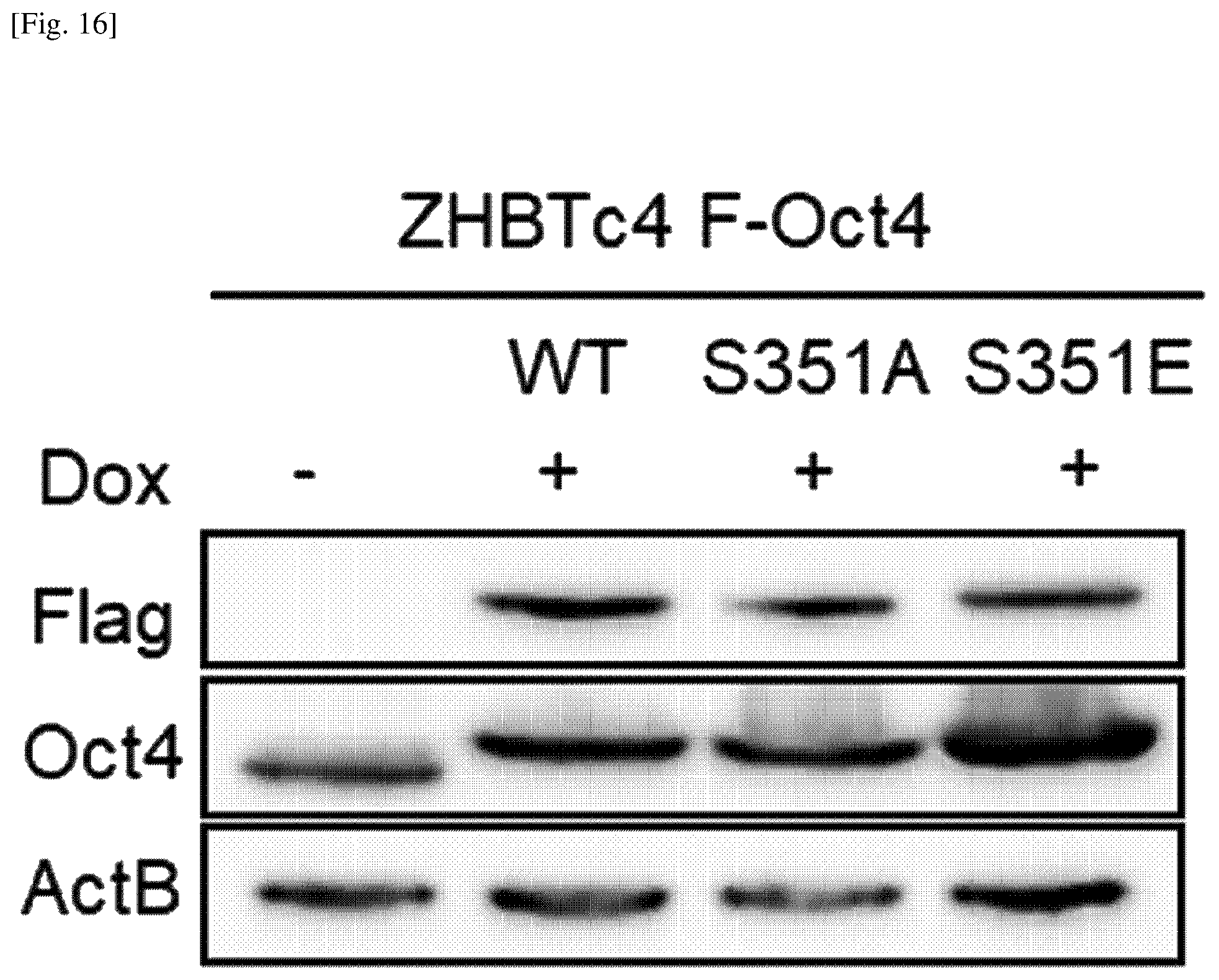 Patent US12174174 Figure 16 – Composition comprising material for regulating OCT4 modification to repress stemness