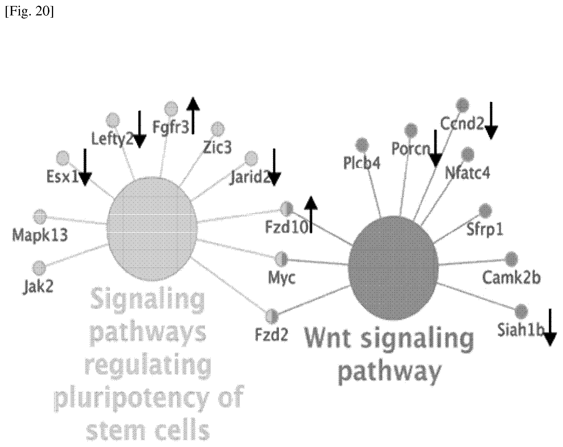 Patent US12174174 Figure 20 – Composition comprising material for regulating OCT4 modification to repress stemness